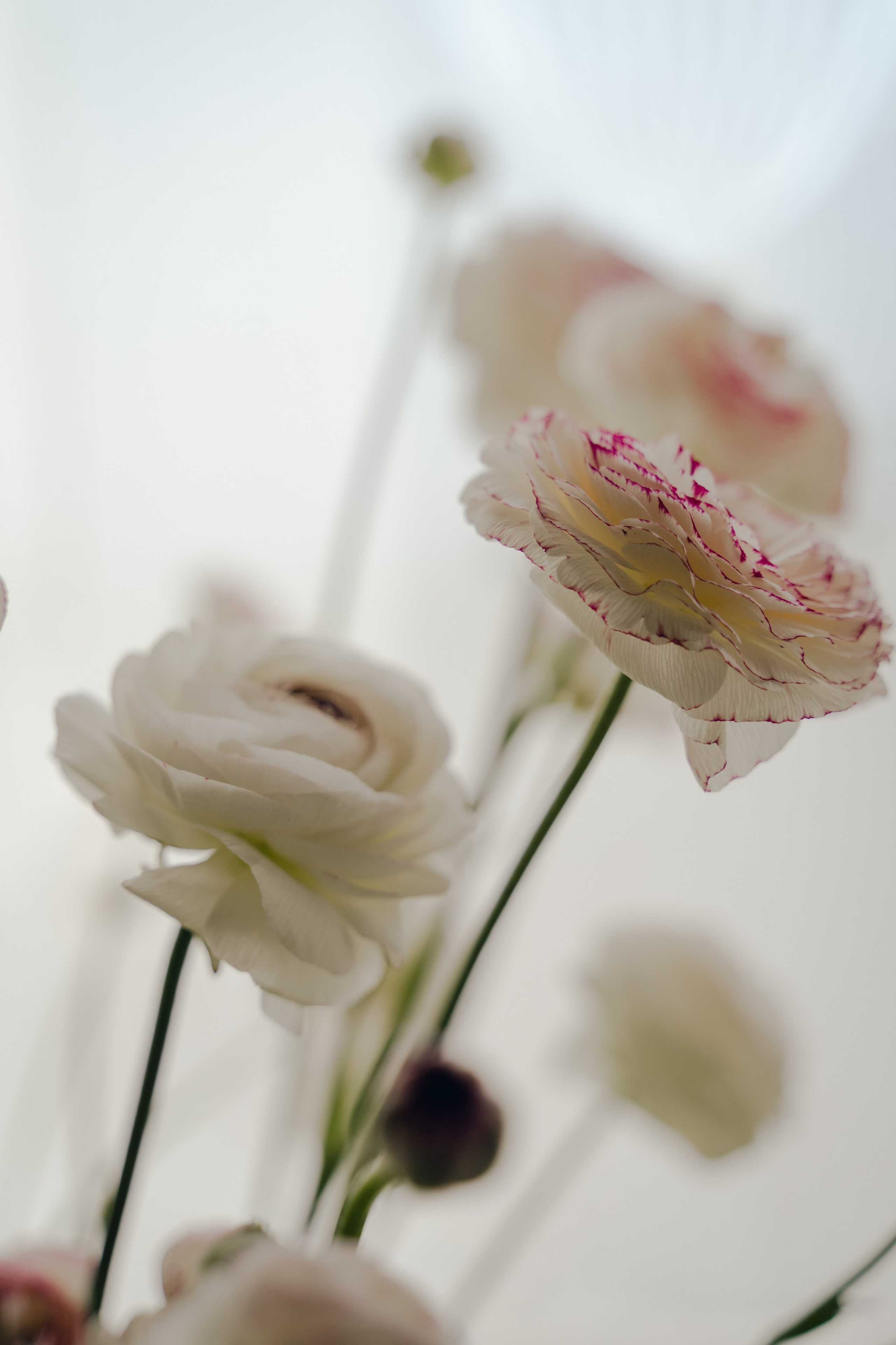 The Secret Garden. Портретный фотограф в Краснодаре Валерия Матирная