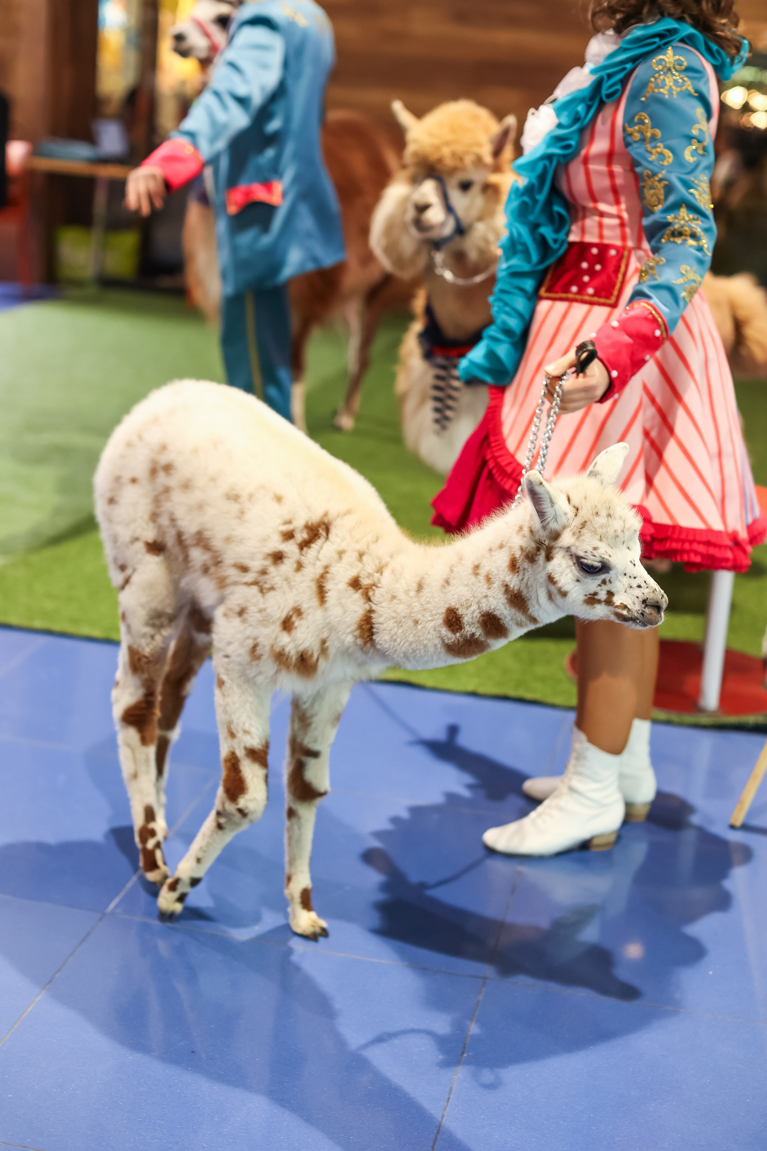 Торговый центр XL, праздник, выходные в ХЛ. Фото и видео Москва, Московский. Свадебный фотограф, видеограф, фотосессии, видеосъемка