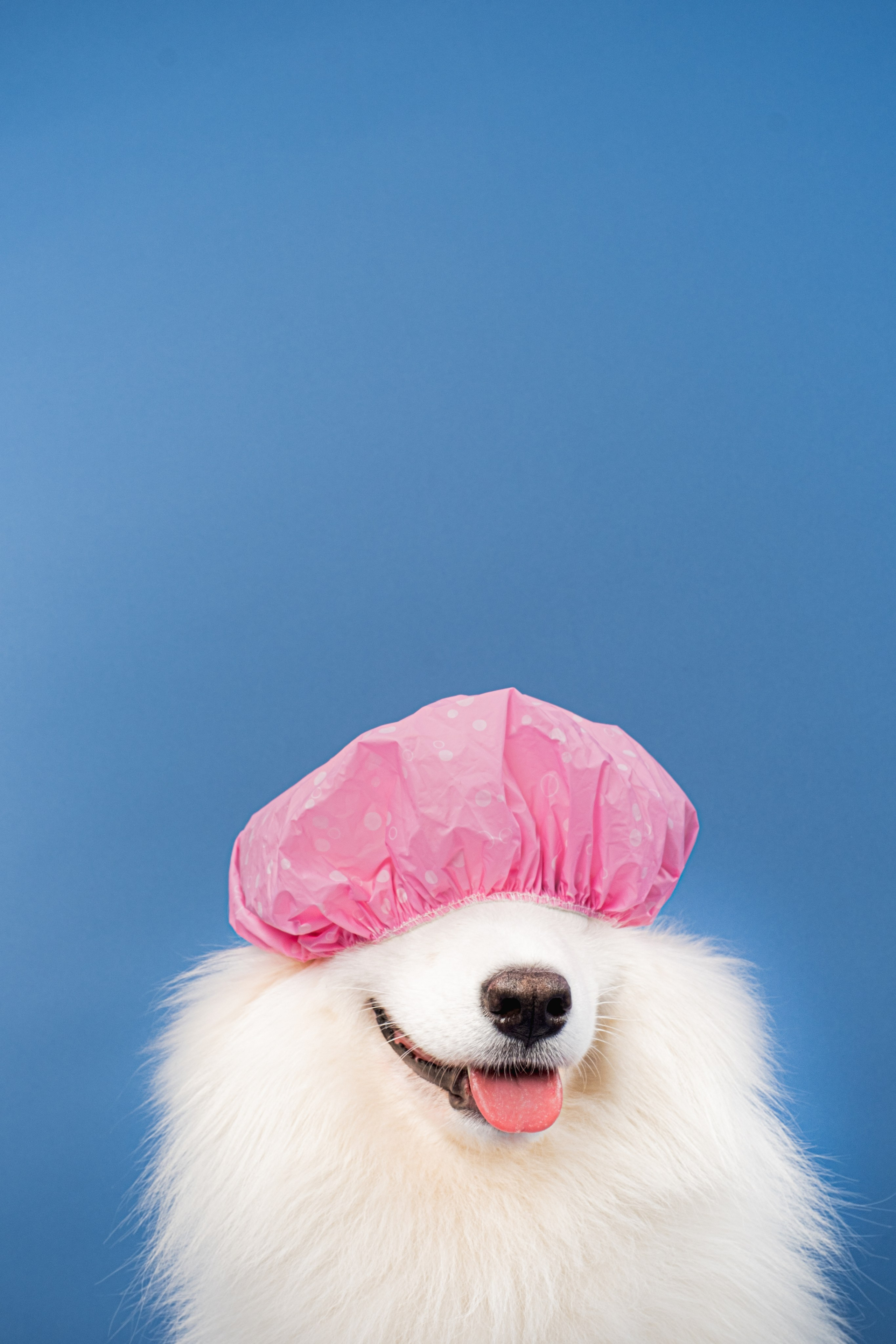 Бренды. Семейный фотограф и анималист в Москве Анна Иванова