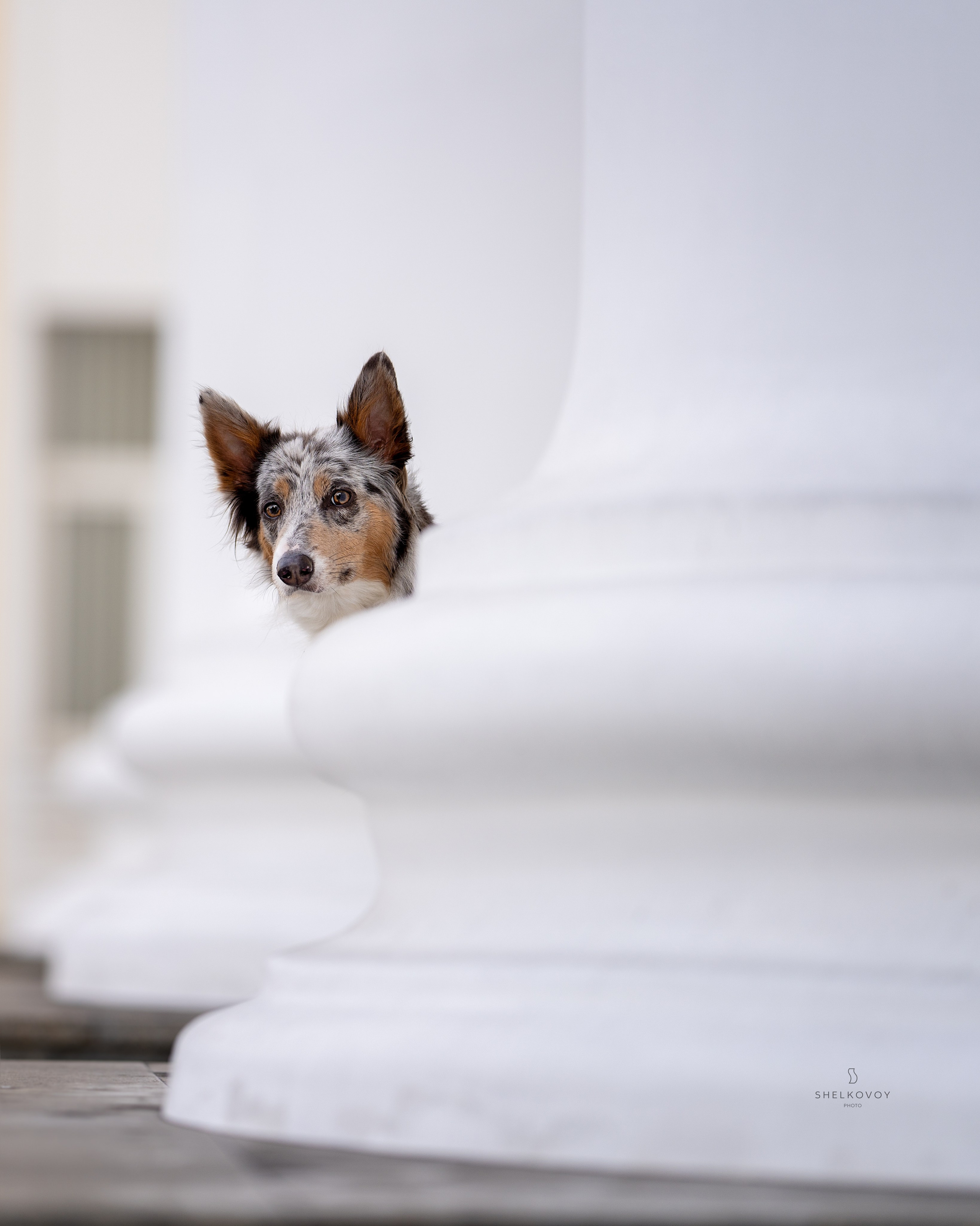 Бордер колли Флора. Главная