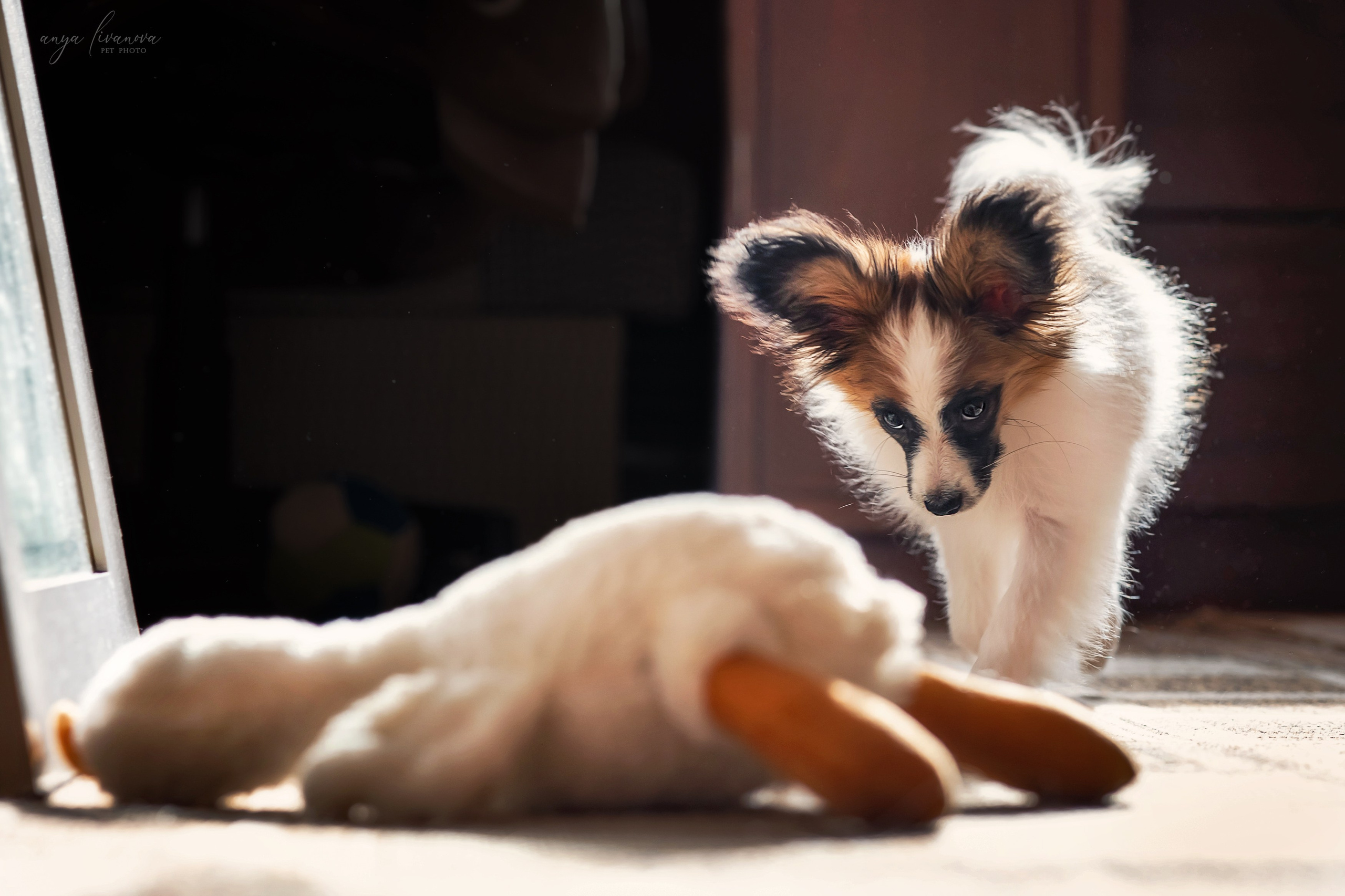 Хьюстон. Фотограф анималист Аня Ливанова | Рыбинск