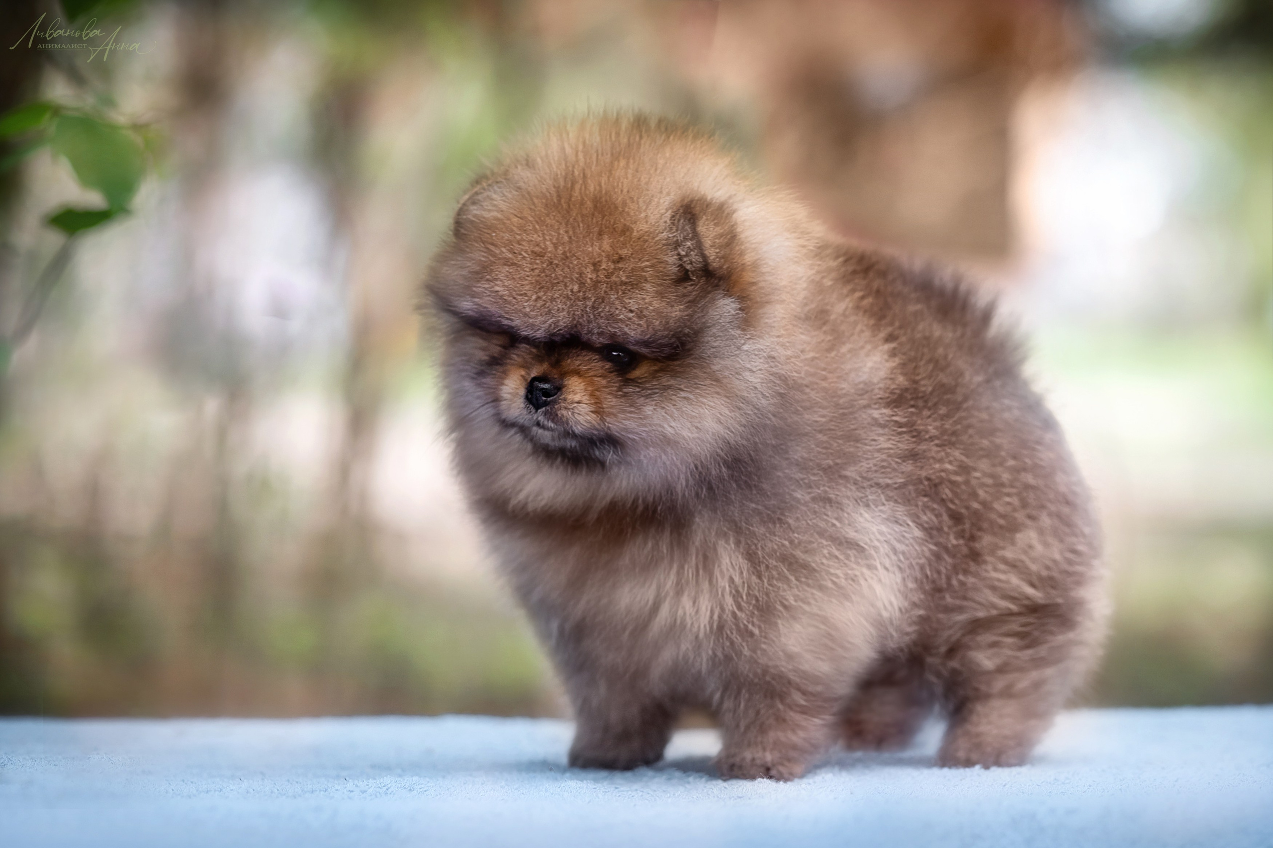 Шпицы. Фотограф анималист Аня Ливанова | Рыбинск