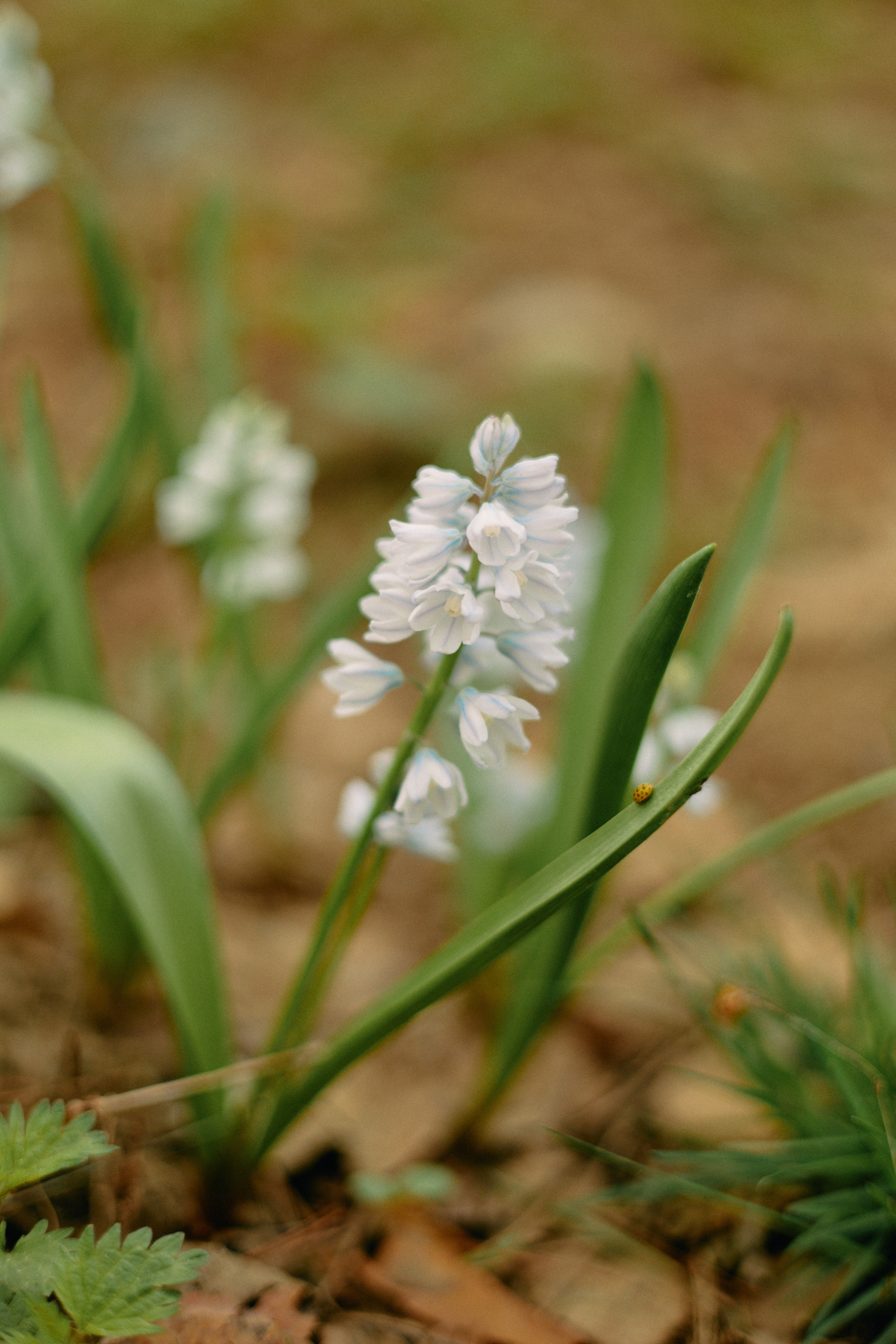 Бутик-отель Поле летом. Профессиональный Фотограф во Владимире, в Москве и в Суздале — Полина Романычева