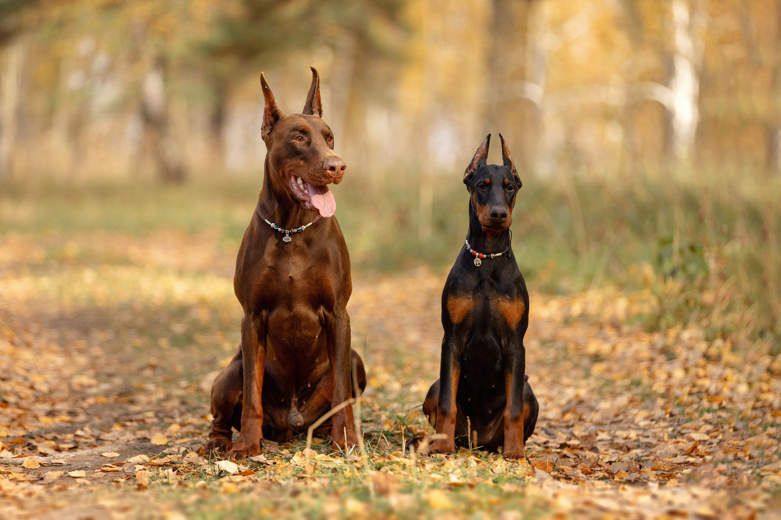 Собаки. Конный фотограф Валынкина Лера