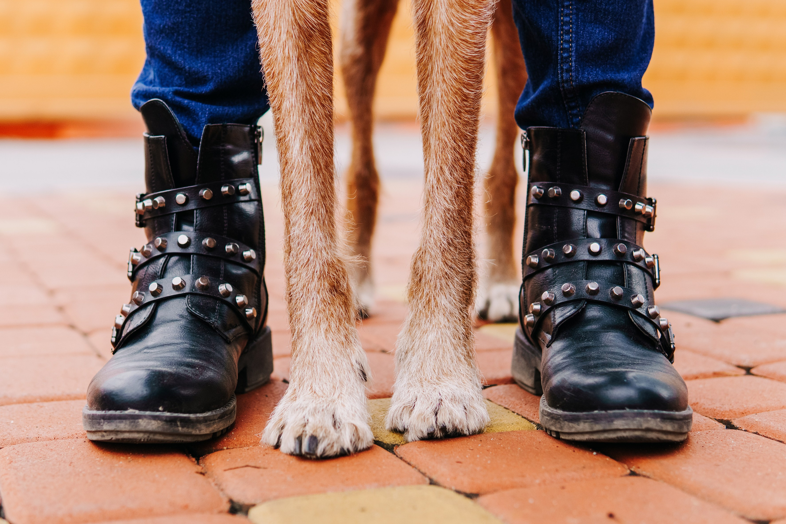 Life with dog. Saamill