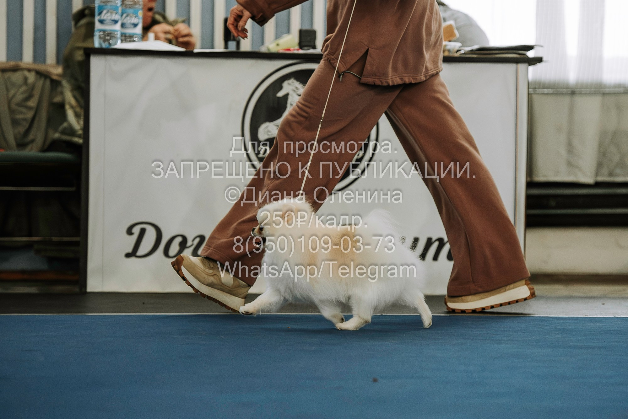 Выставка собак Красноярск 29.10.2023. Фотограф Диана Оленина Красноярск / Братск