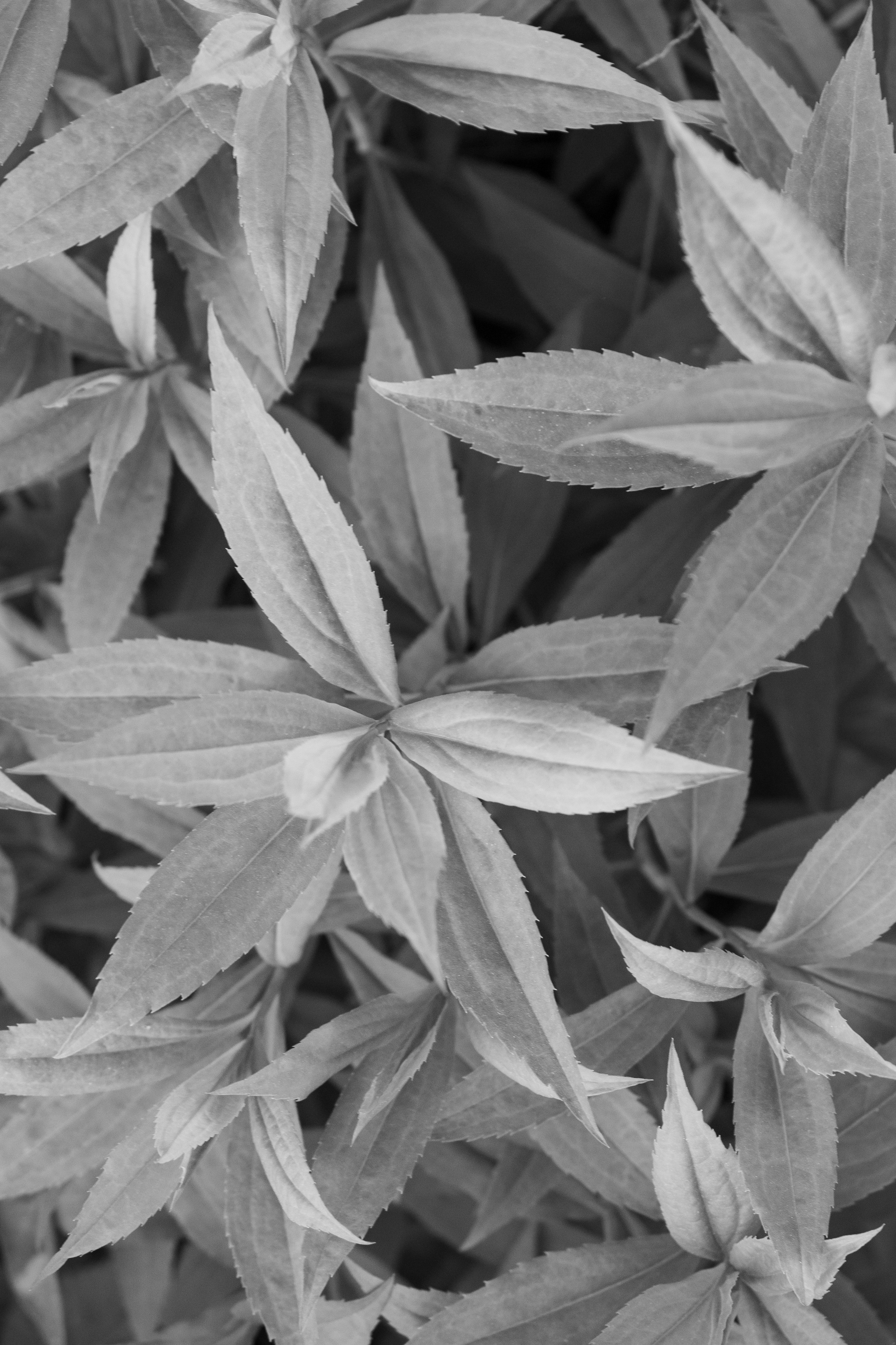 Природа.Дача 2026(в процессе). Фотограф Мария