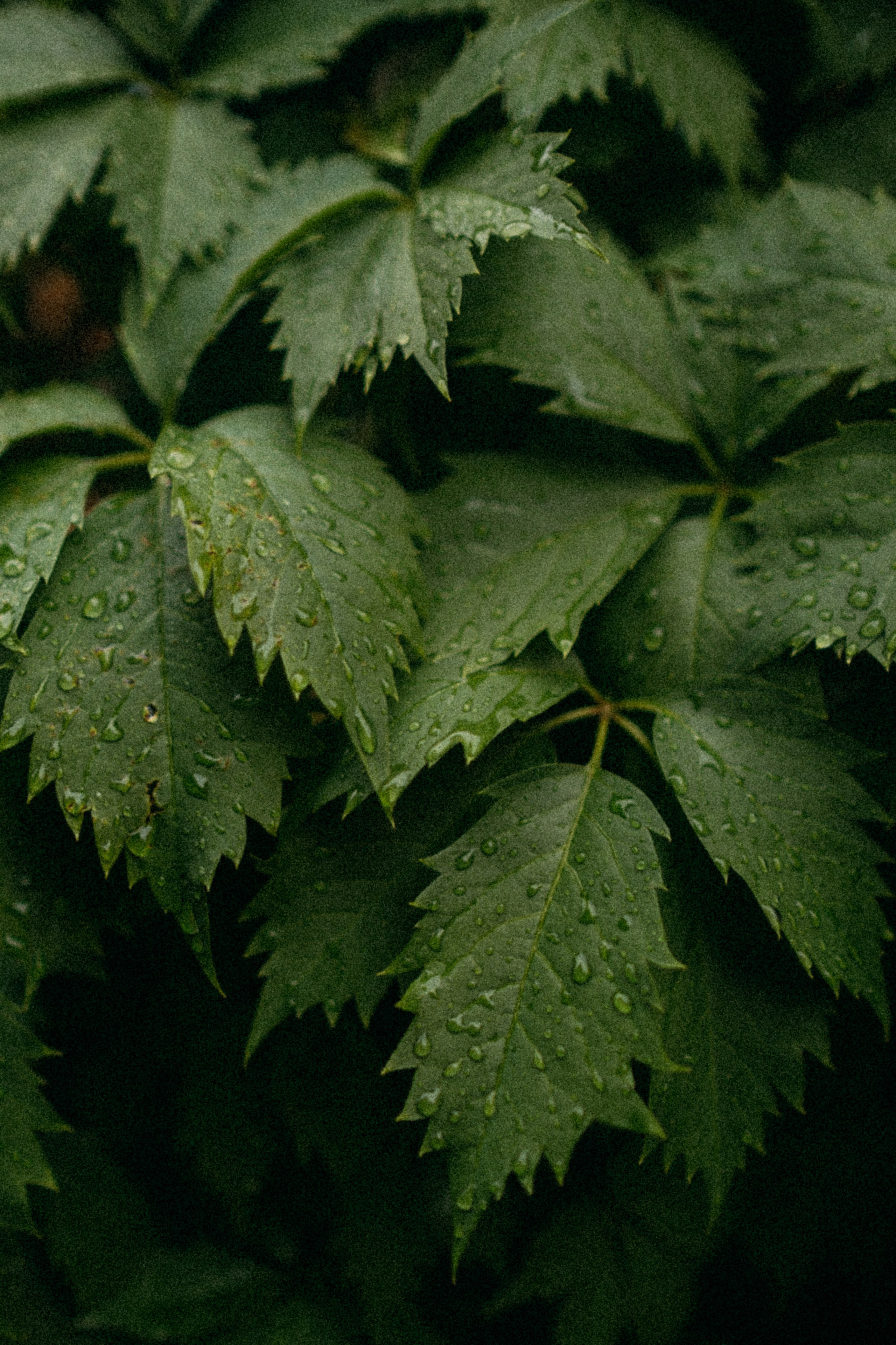 Екатерина Архипова фотограф в Санкт-Петербурге