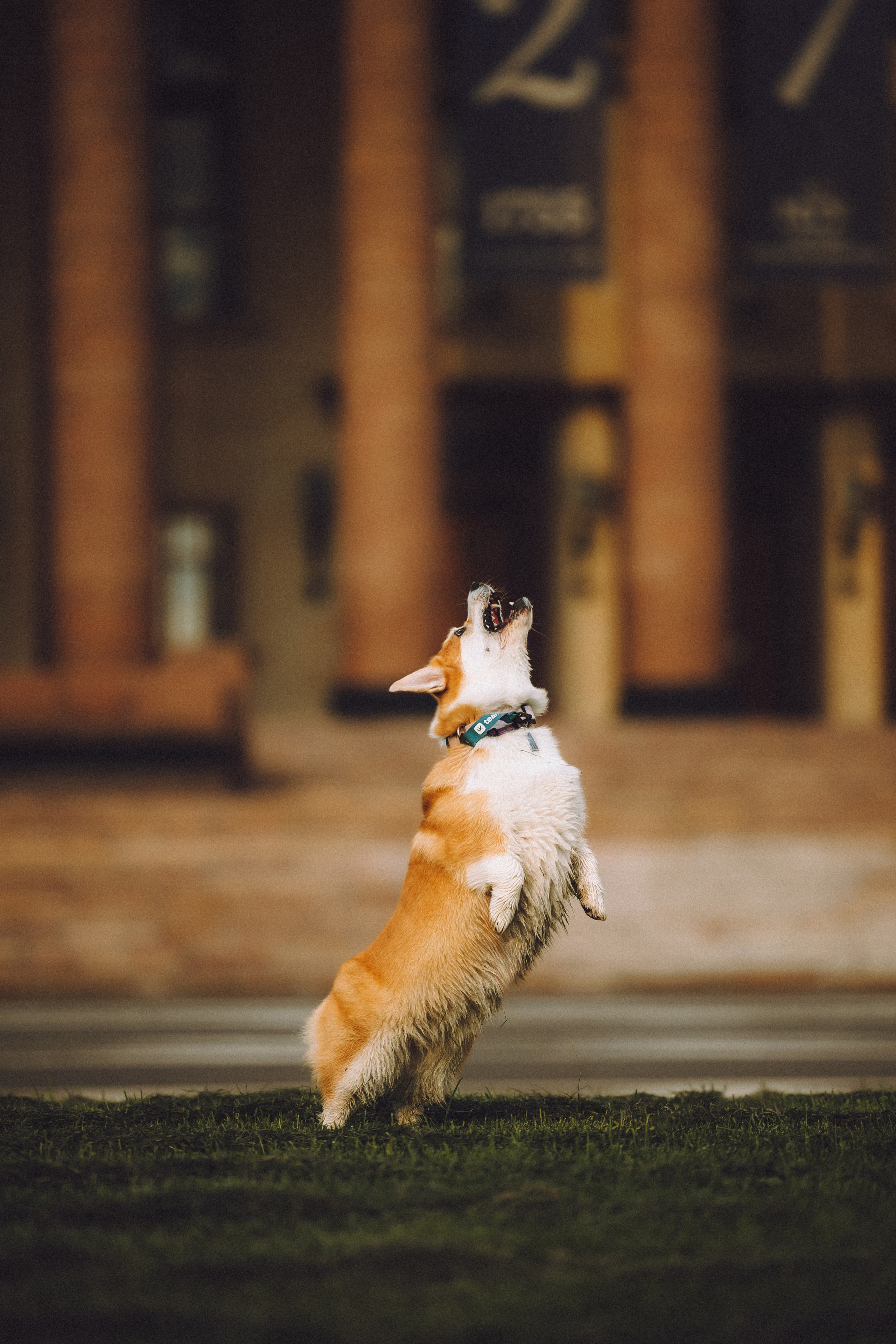 Пуговка и ее семья