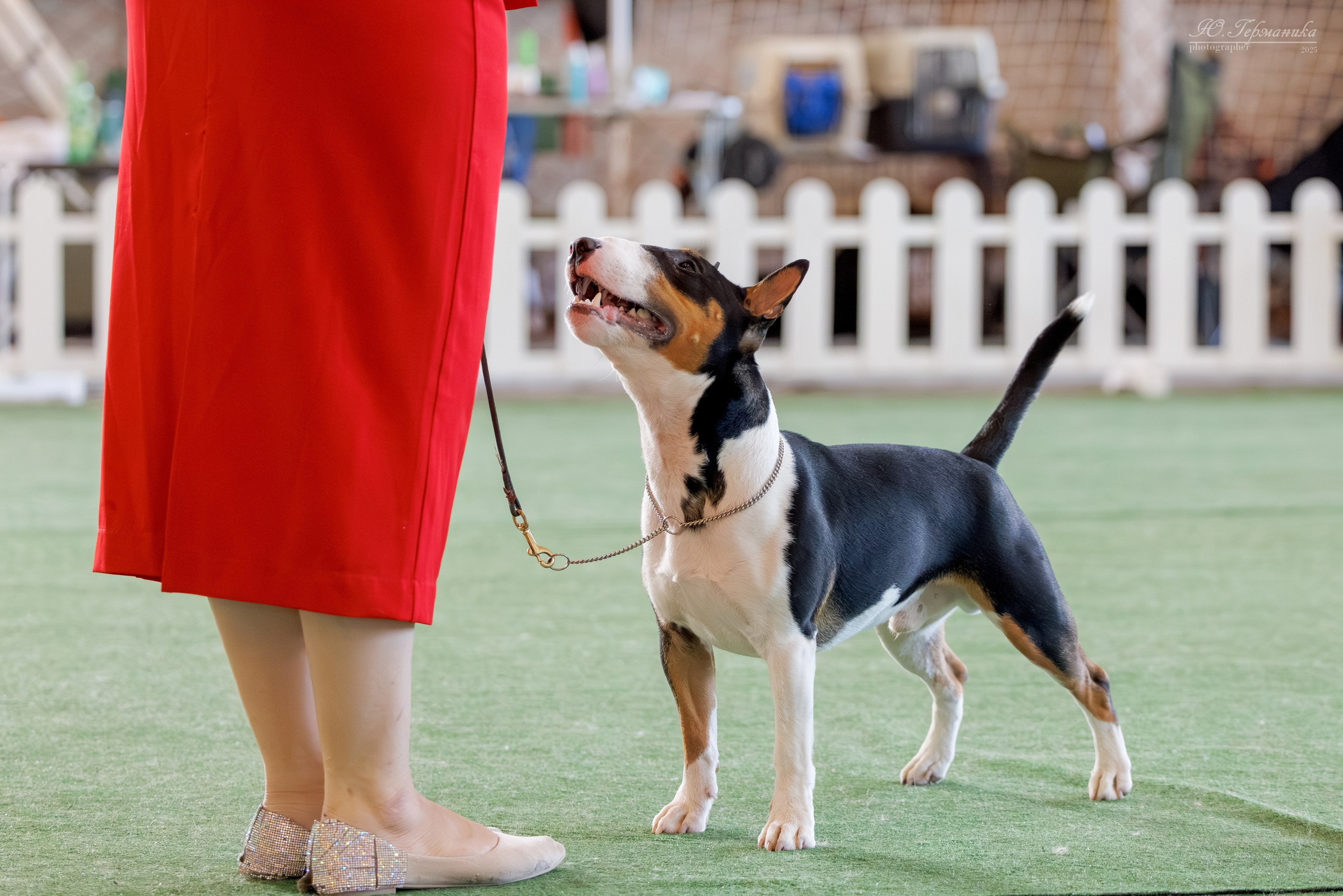 Батуми 3хCACIB 27-29.06.2025. Фотограф-анималист Юлия Германика