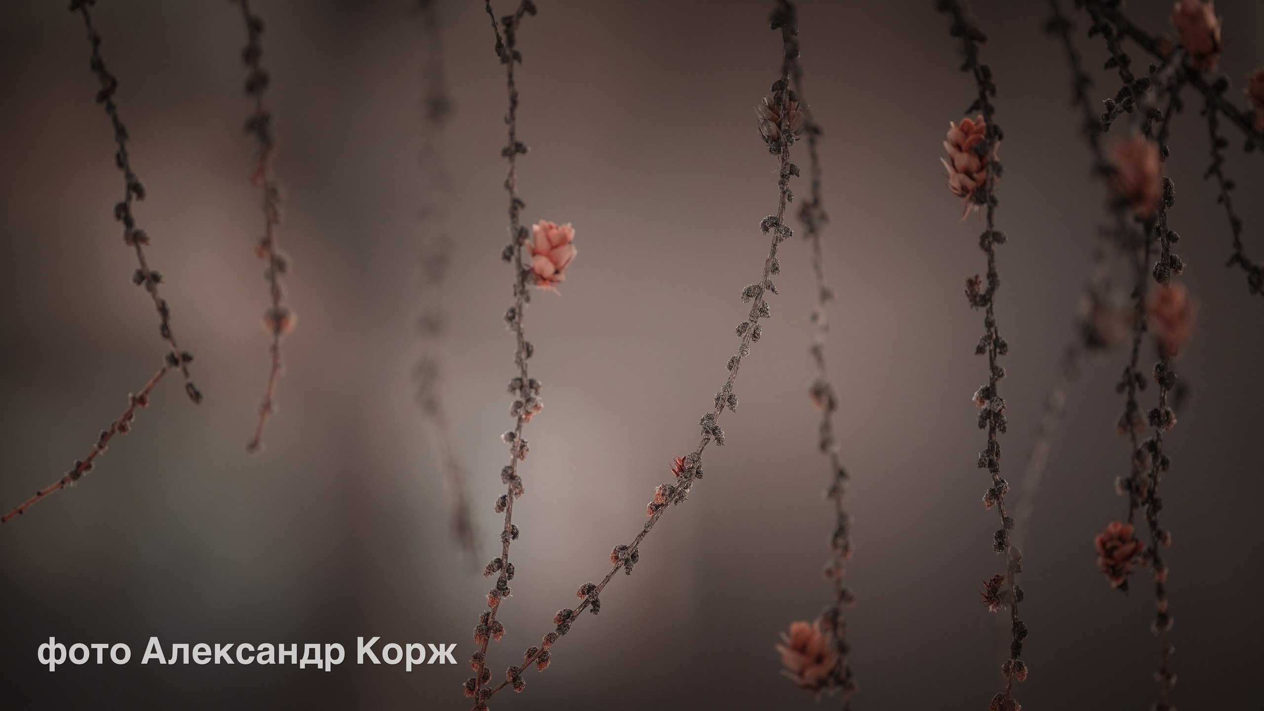 Животные. Фотографии и видеосъемка, Айхал, Удачный, Якутия. Фотографии Айхал