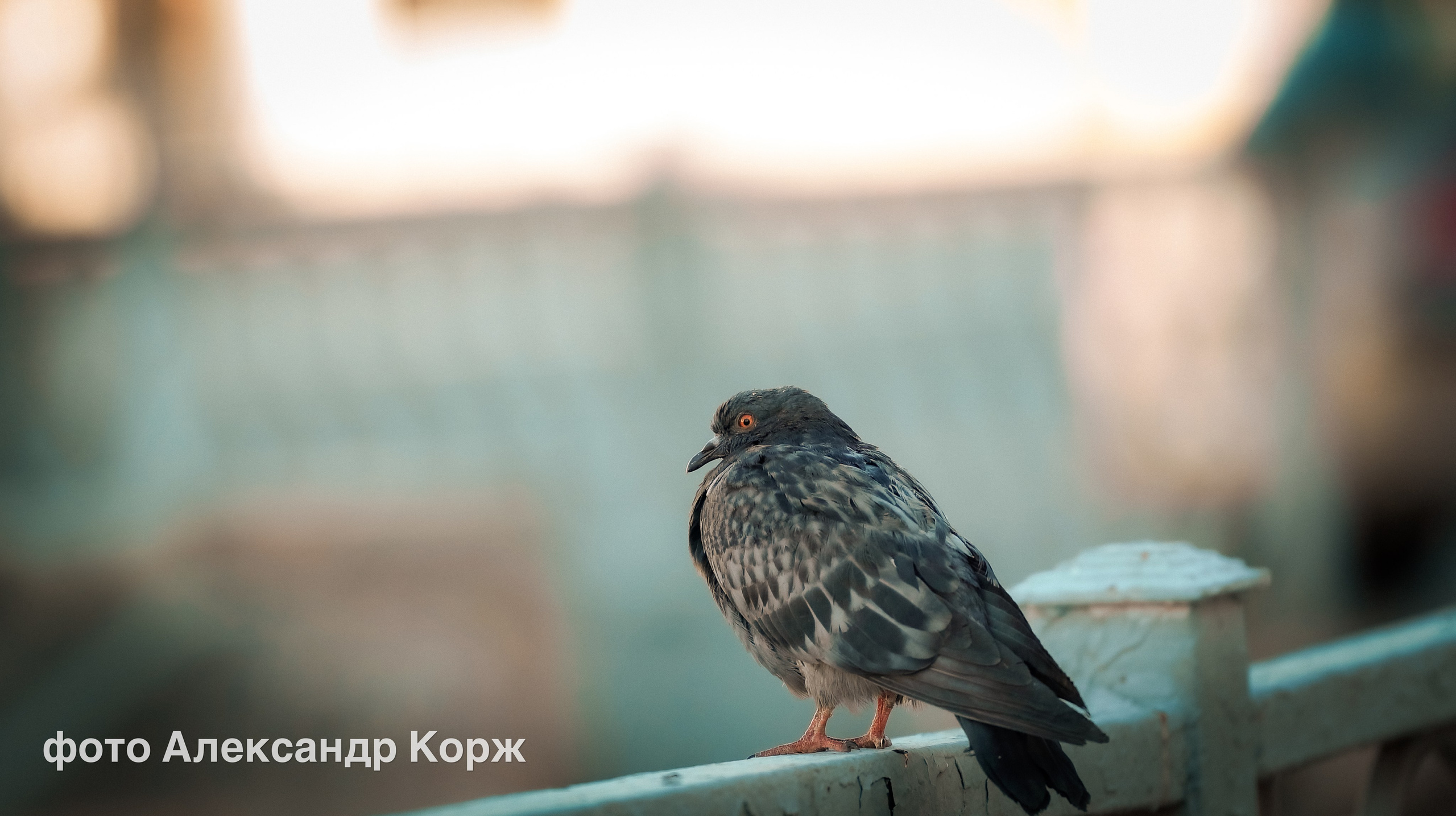 Животные. Фотографии и видеосъемка, Айхал, Удачный, Якутия. Фотографии Айхал