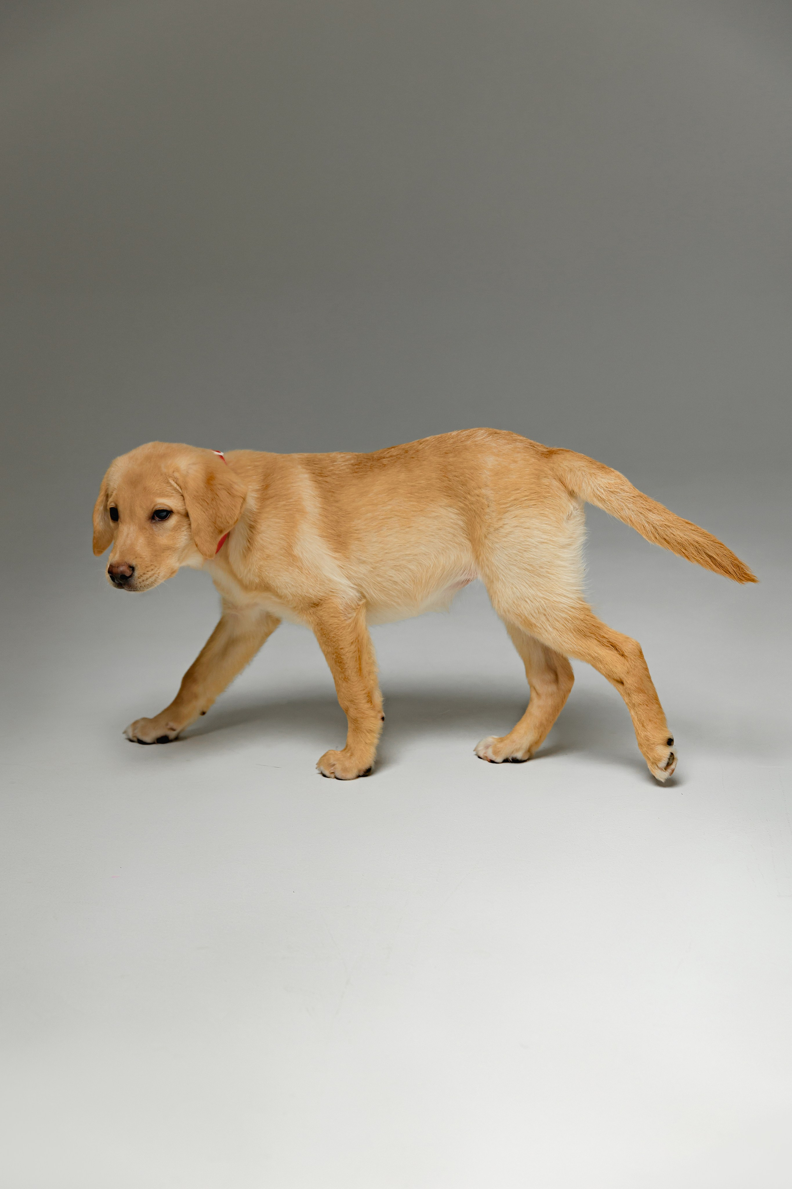 Малышка Лилу. Семейный фотограф в Москве Вера Гук