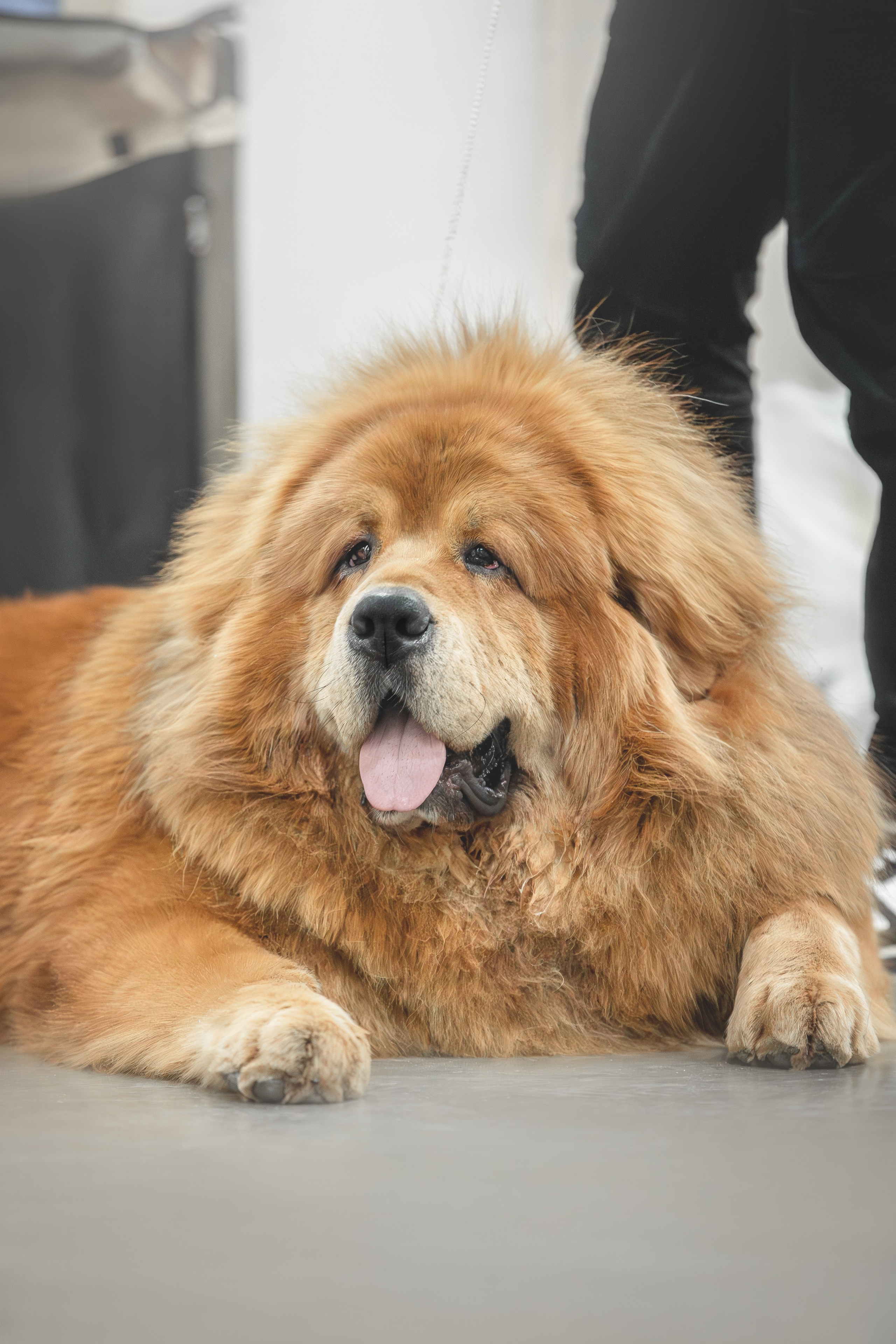 Евразия 2023. Фотограф анималист в Москве Майорова Евгения