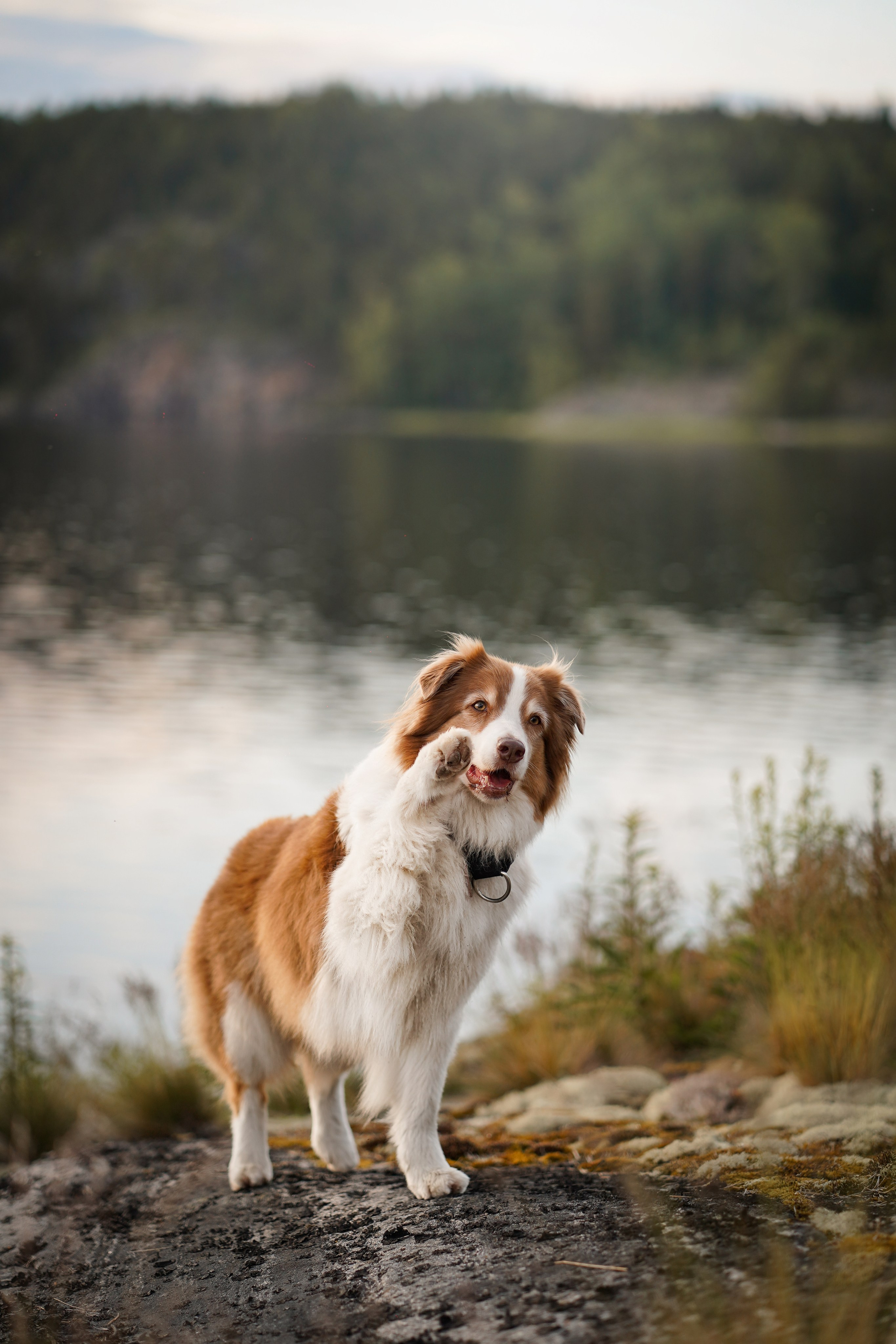 Карелия. Фотограф-анималист в Санкт-Петербурге Яна Мартынова