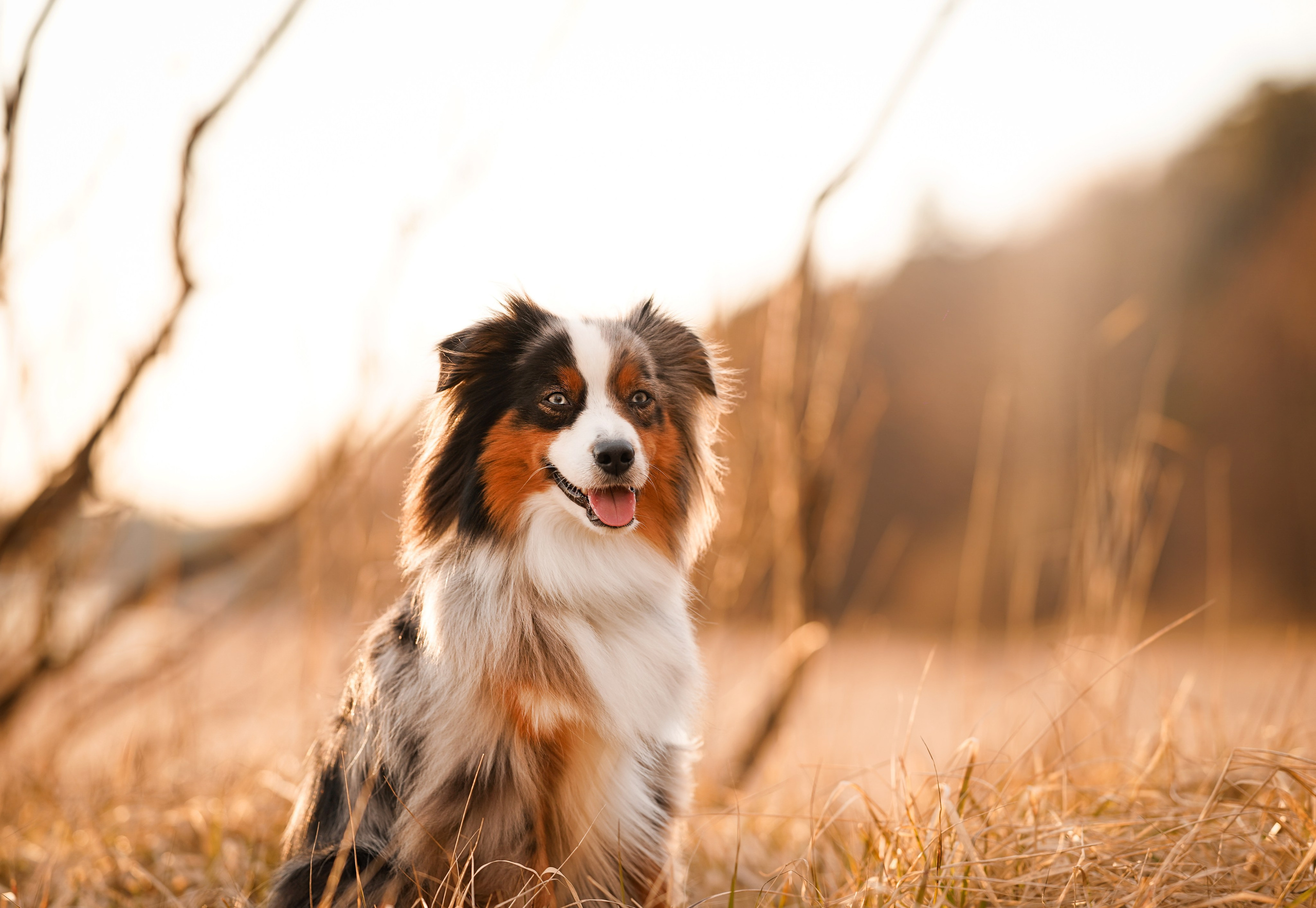 Алиса и Джокер. Фотограф-анималист в Санкт-Петербурге Яна Мартынова