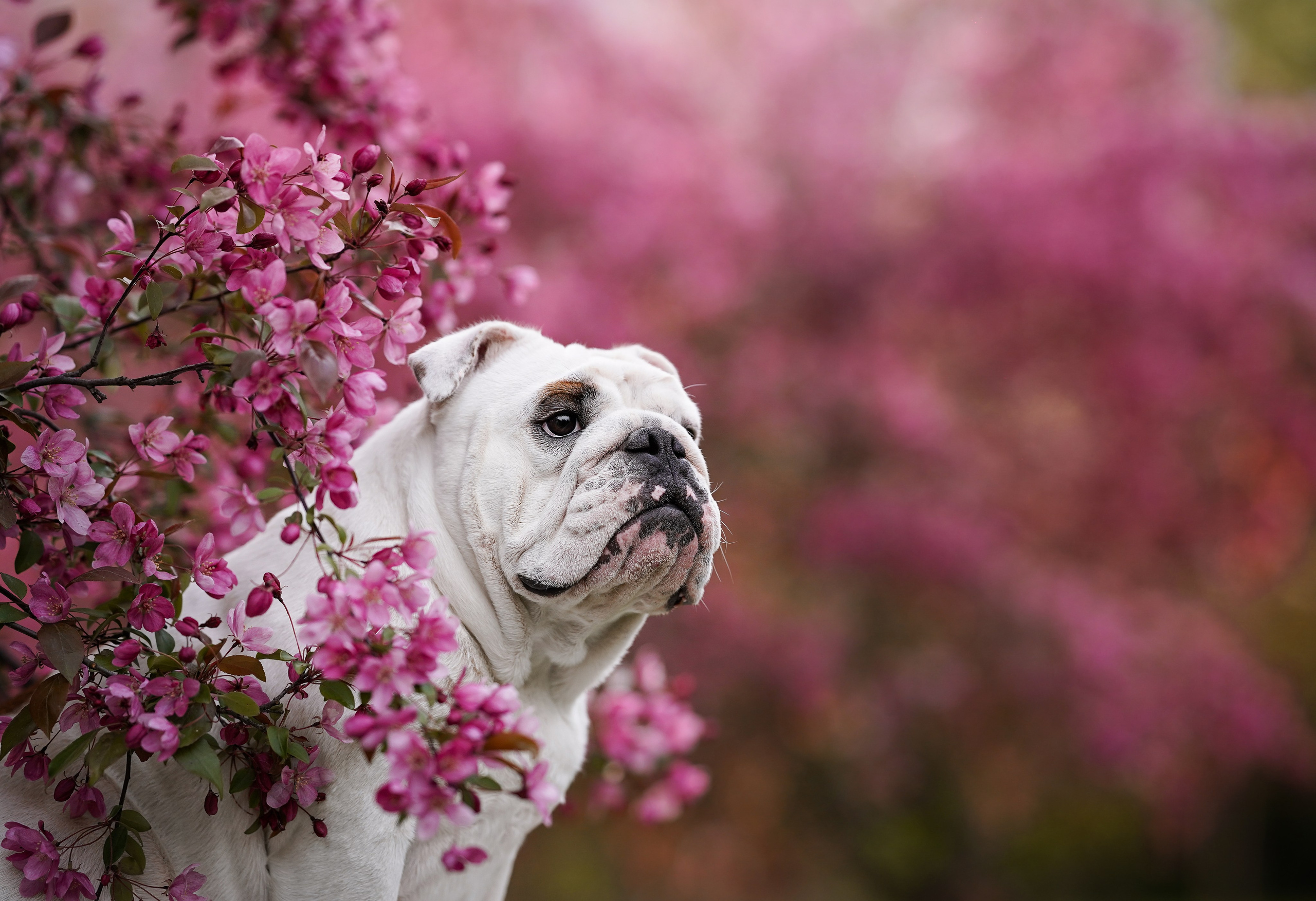 Фасолька в саду. Фотограф-анималист в Санкт-Петербурге Яна Мартынова