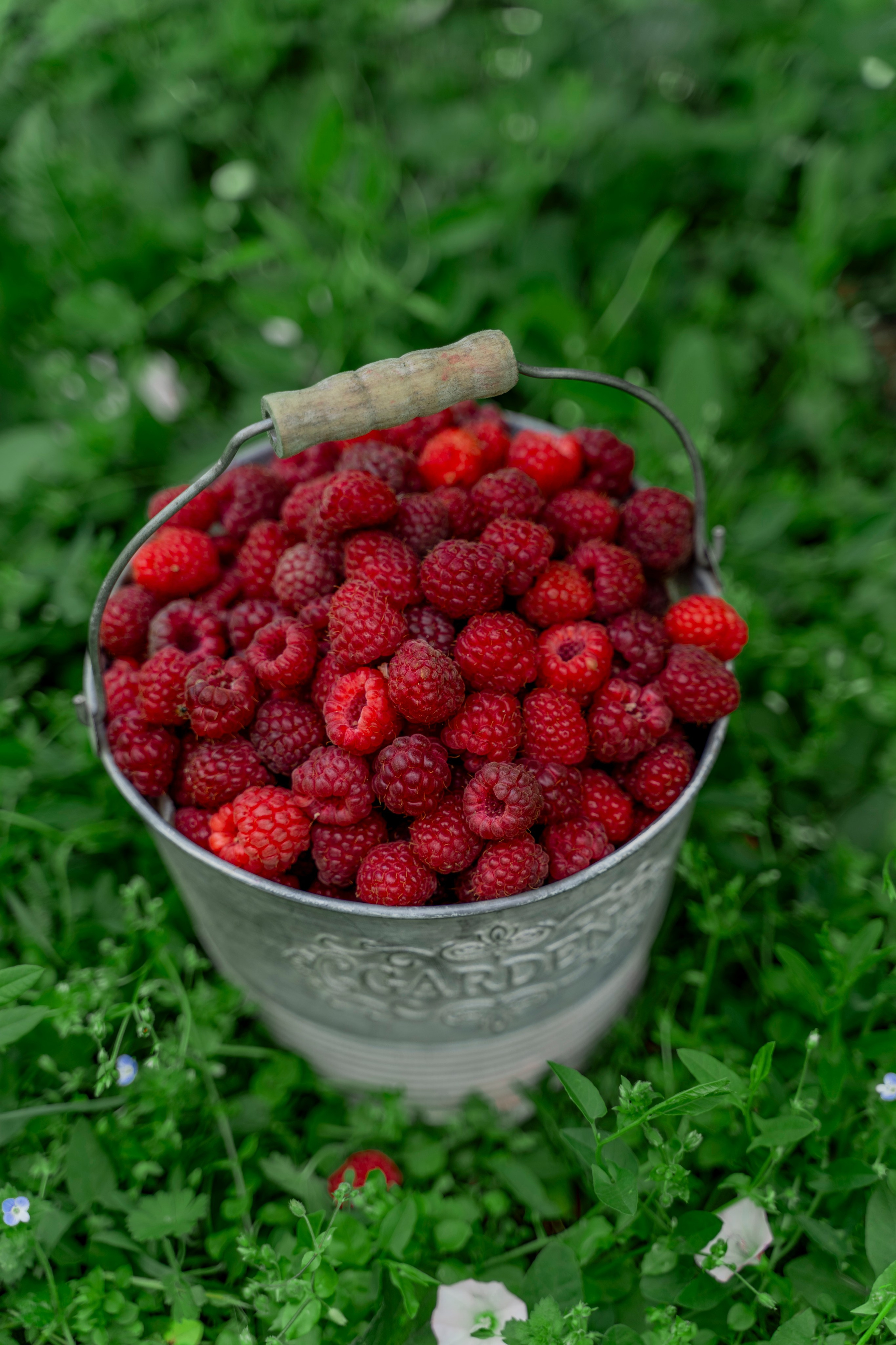 Raspberry. Photographer Liana Sudets Serbia Kopaonik Brzece Brus