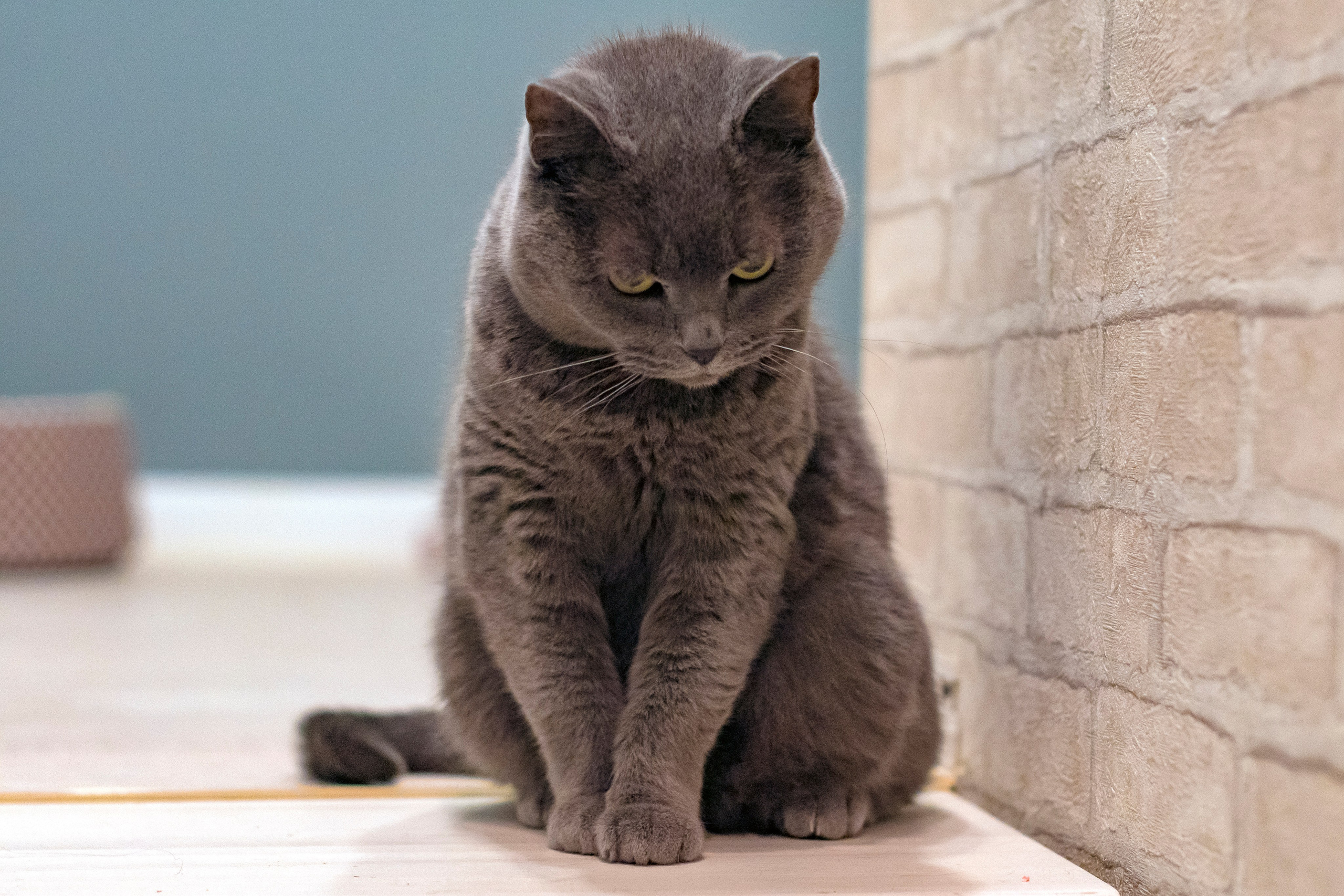 Животные. Фотограф в Москве Демьян Лопатов