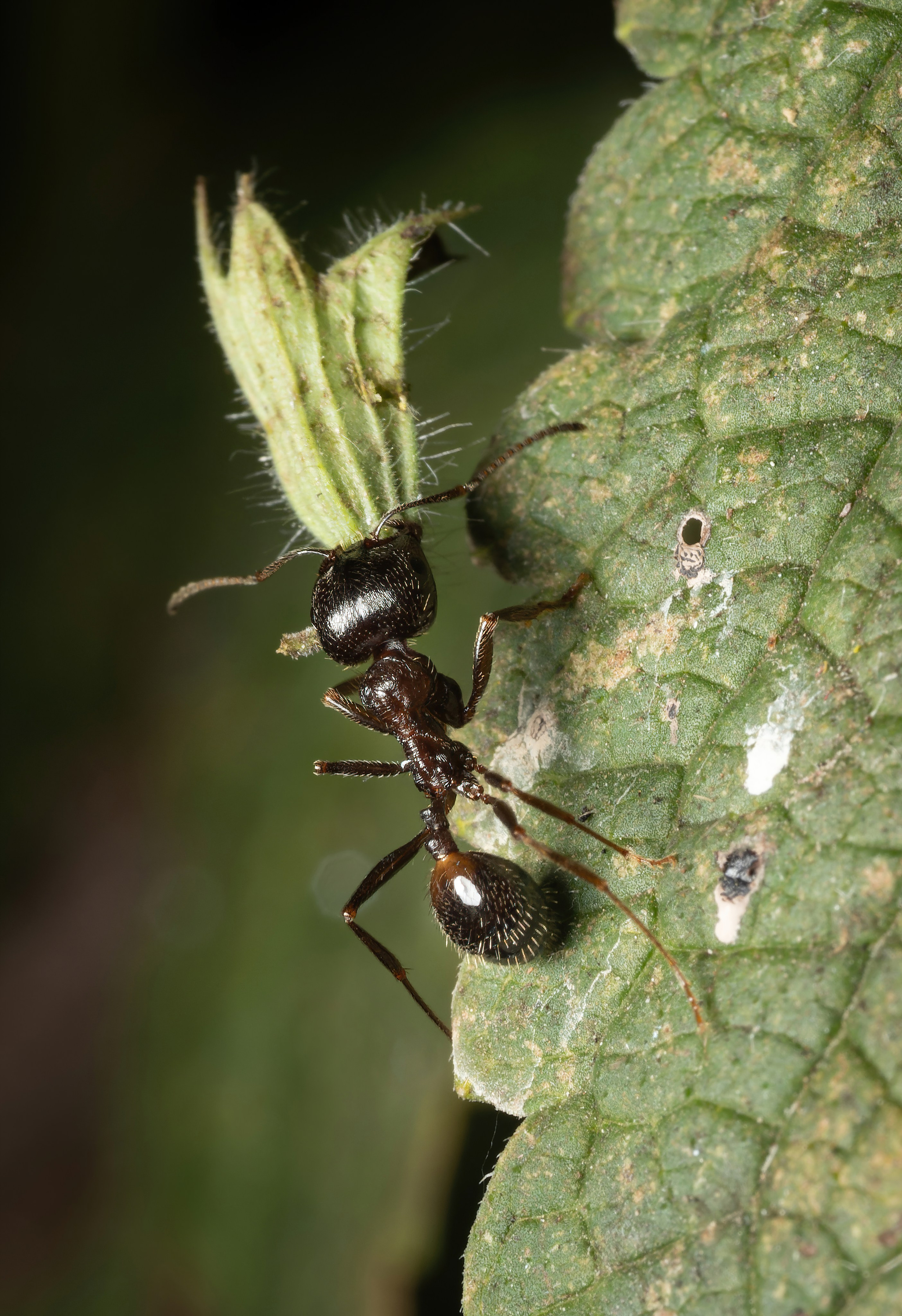 Муравьи. Oles Paritskiy