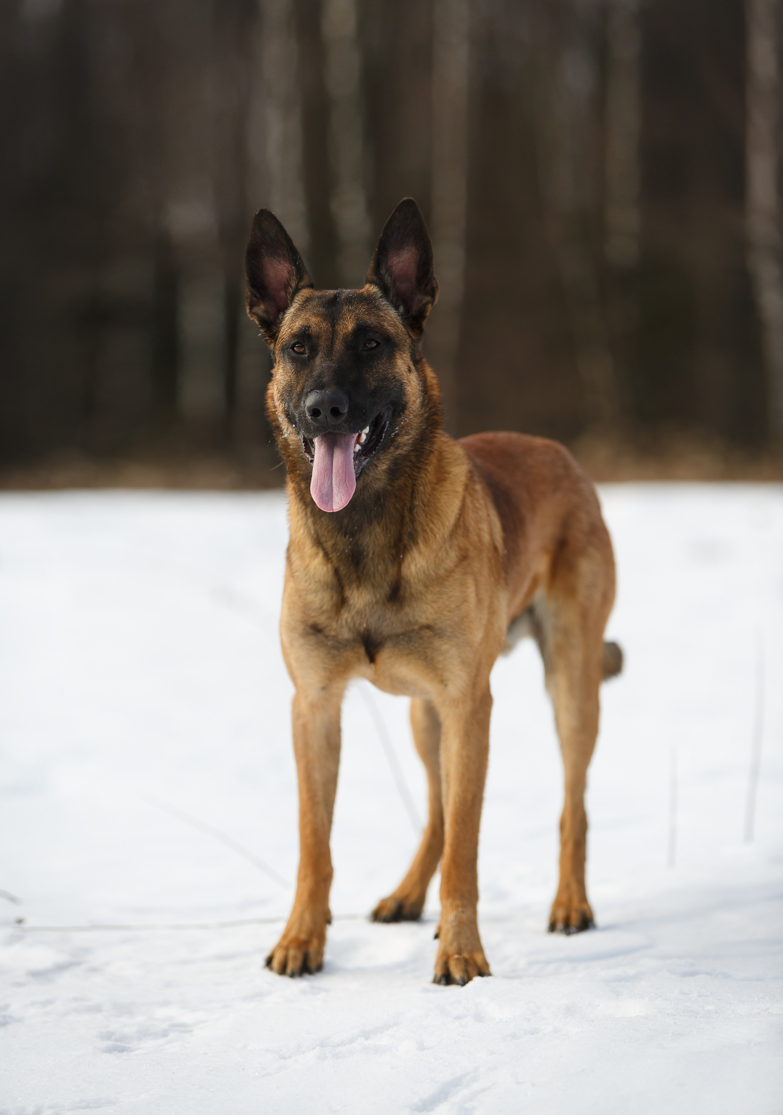 Драгон. Фотограф-анималист в Москве, МО и Владимире