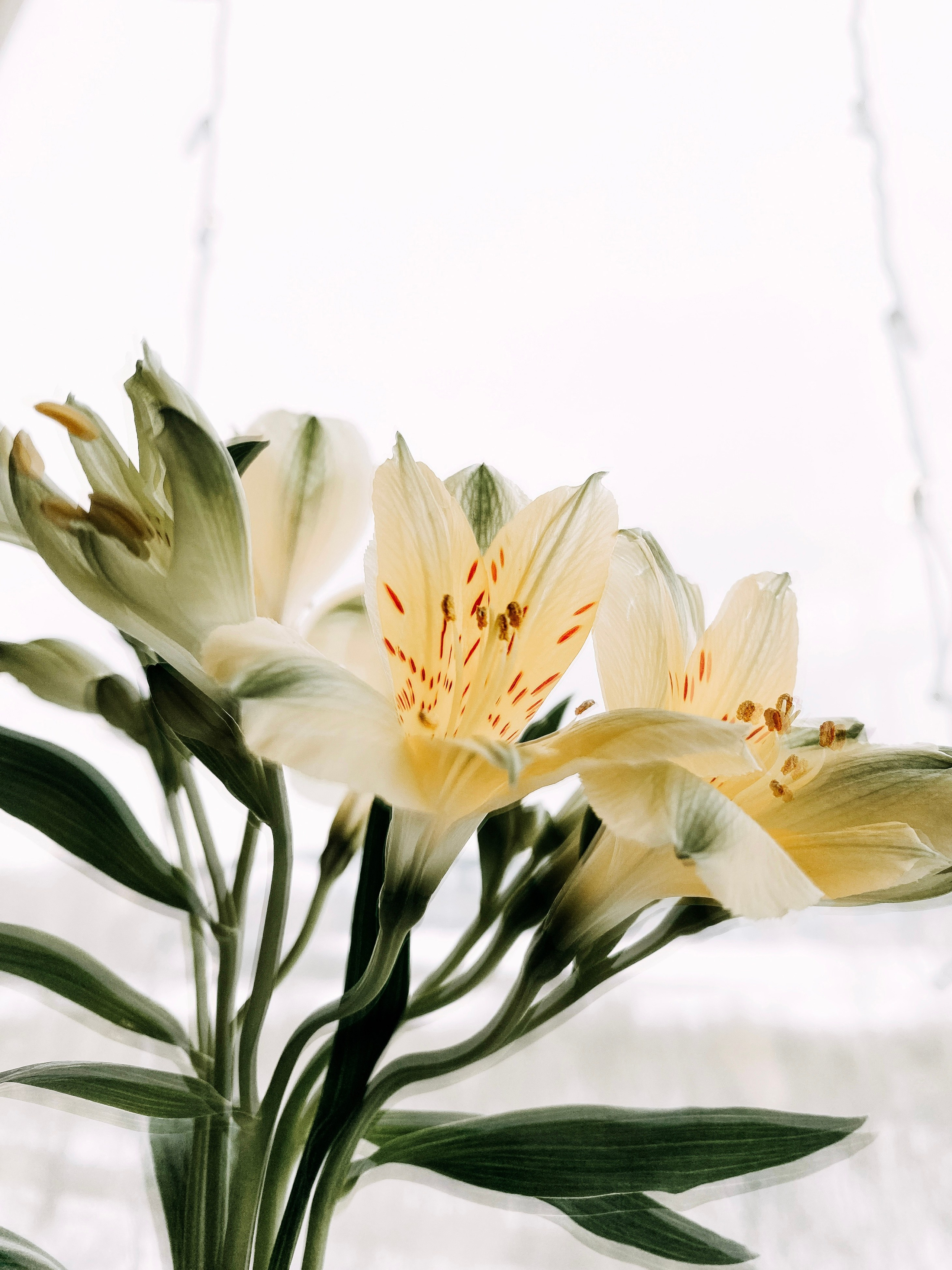 Iphone. Photographer in Turkey — Dari N