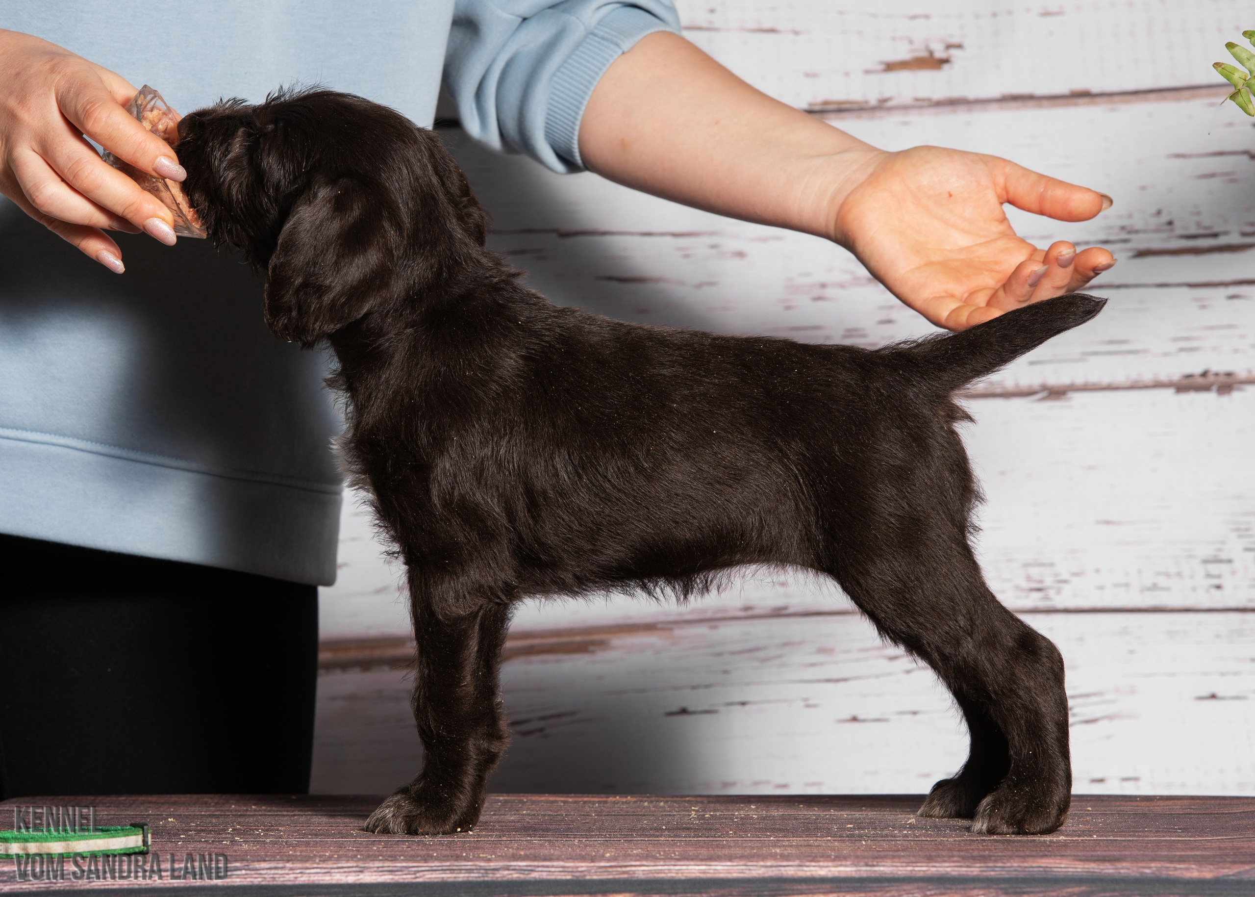 Валькирия вом Сандра Лэнд, Valkiriya vom Sandra Land