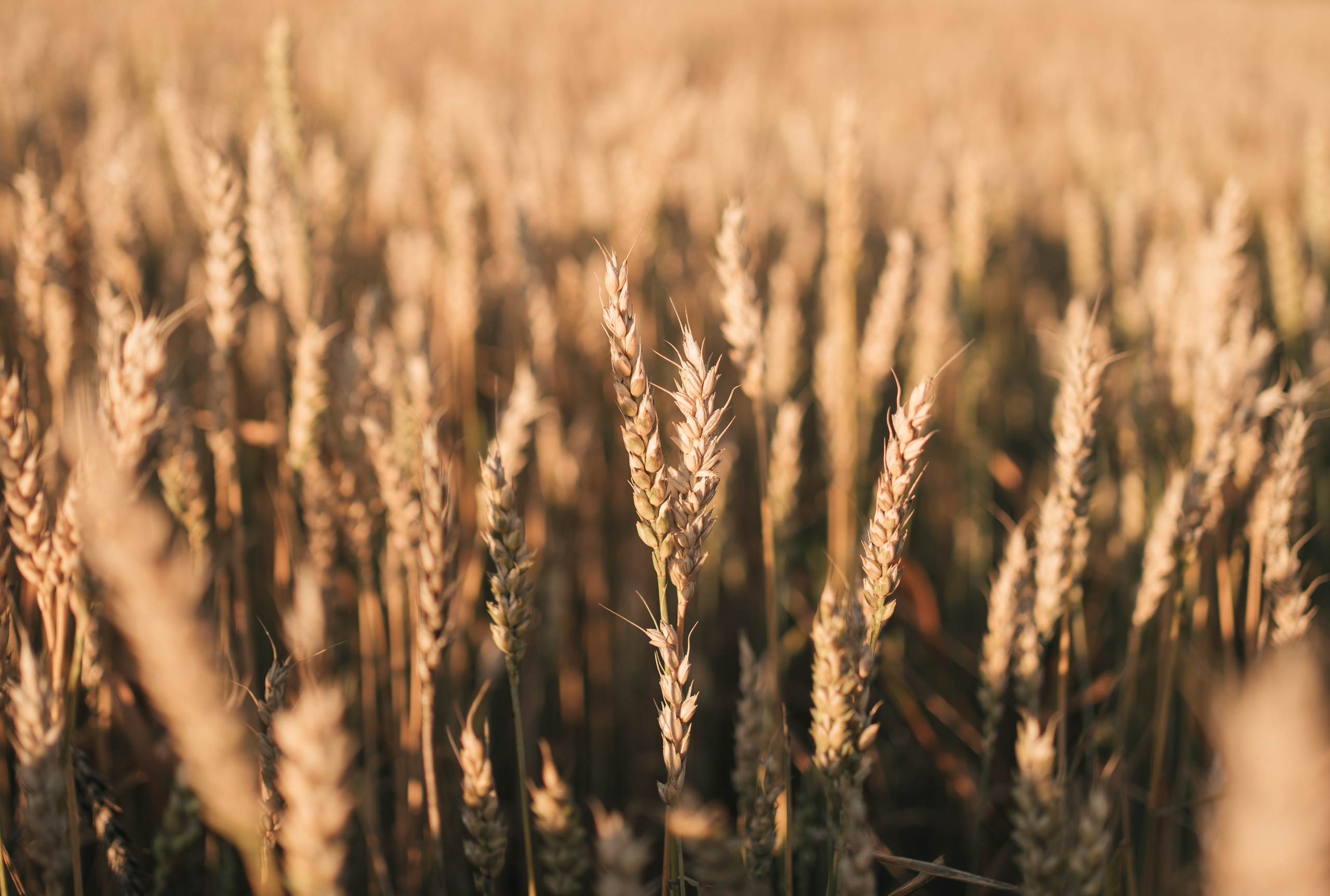 Фотосессия в пшеничном поле. Семейный фотограф, фотосессия беременности в Новосибирске Кристина Киб