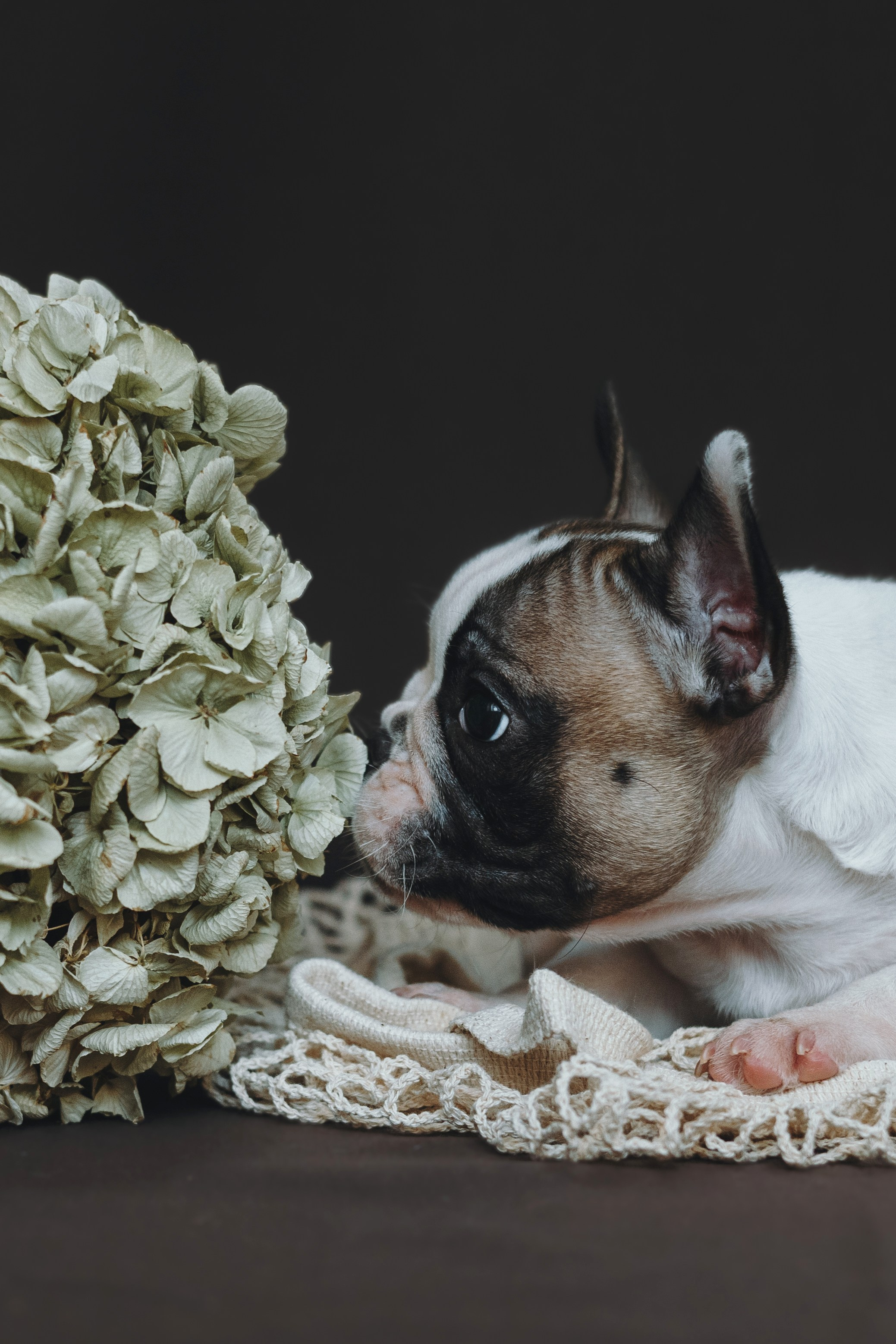 Щеночки. Фотограф — анималист Владивосток, Алина