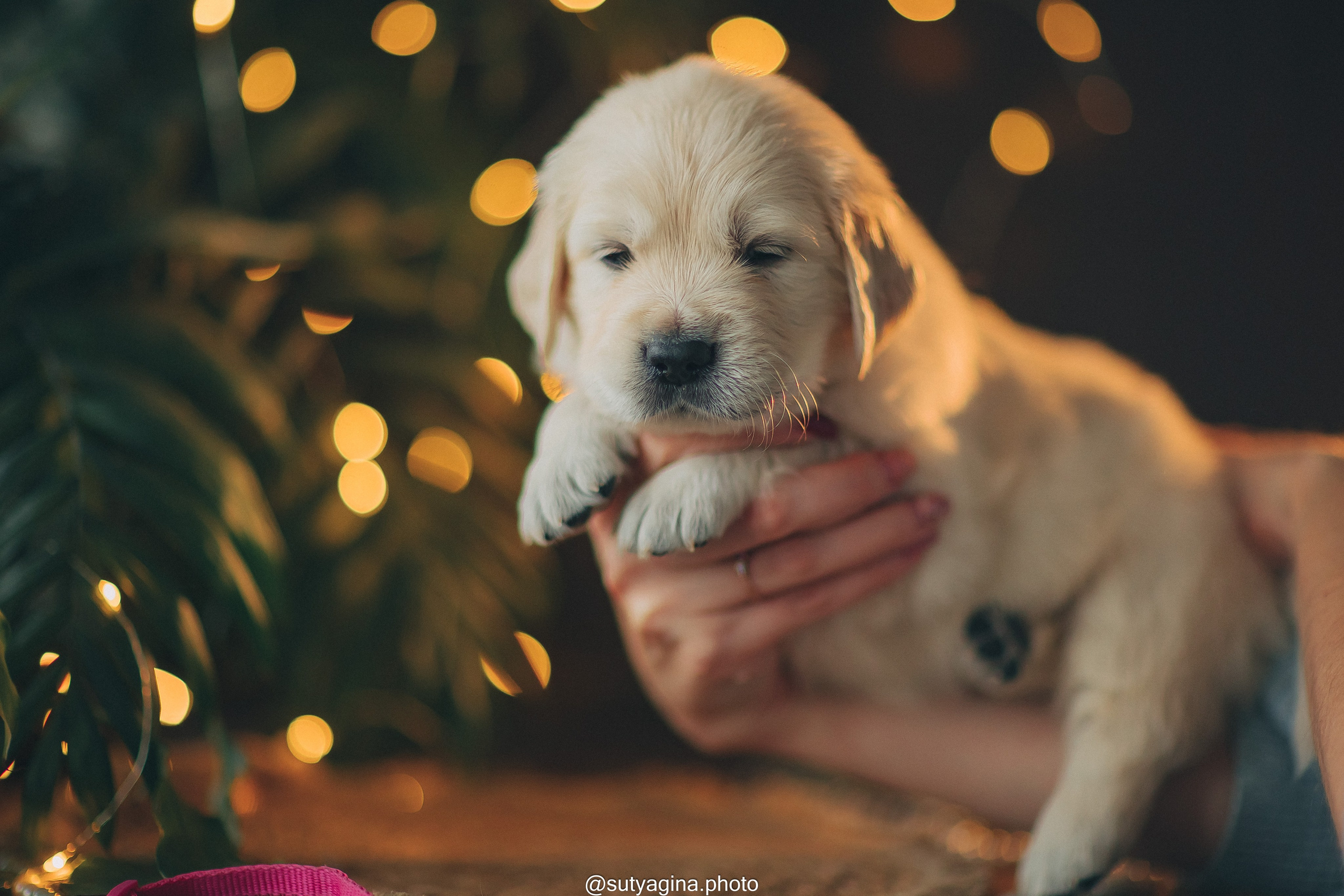 Розовый ошейник. Свадебный и женский фотограф