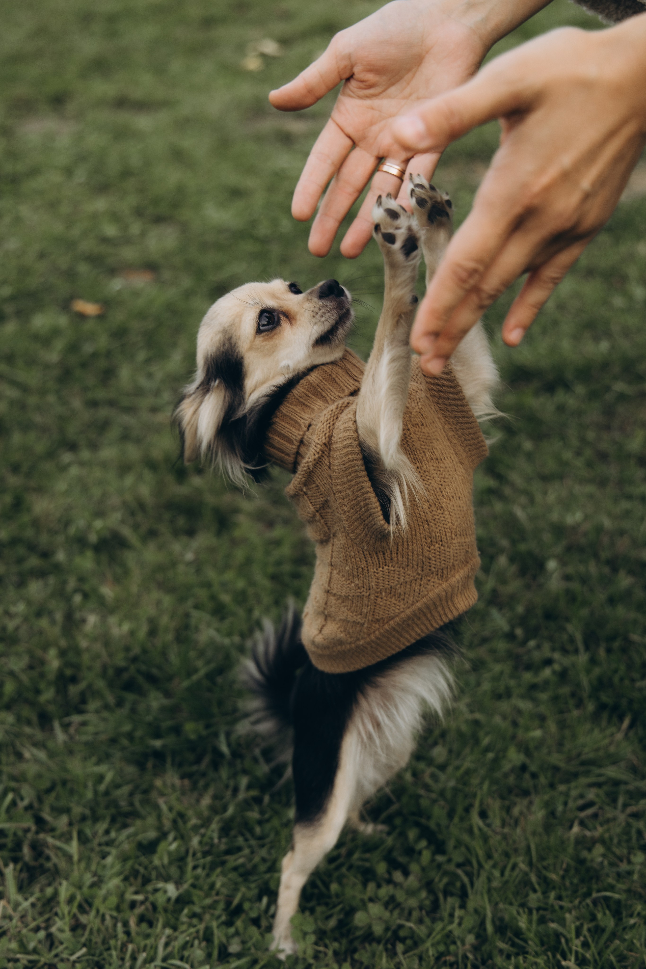 Семейная история в Царицыно. Семейный фотограф в Москве Лоншакова Кристина