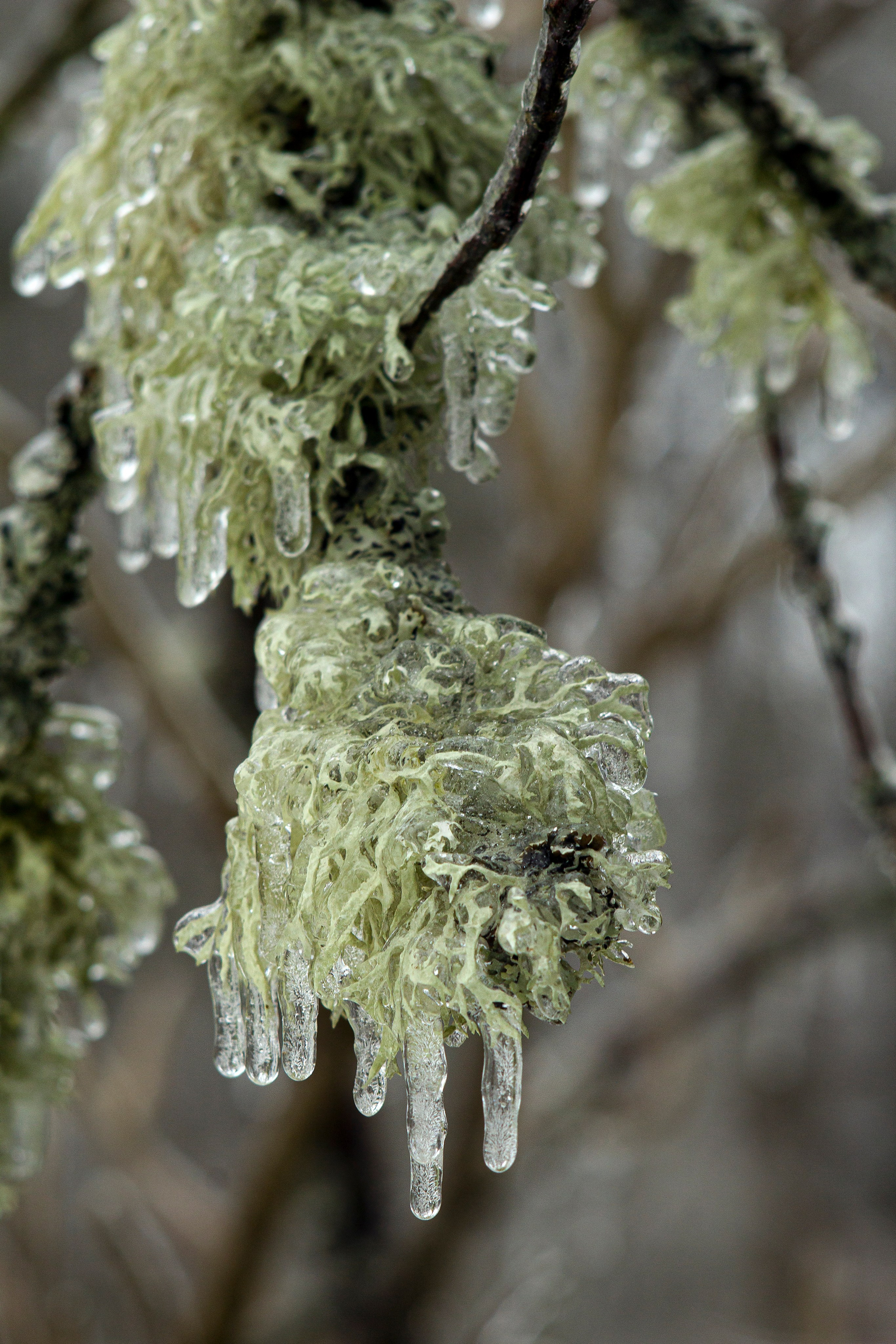 Ледяной дождь. Природа севера