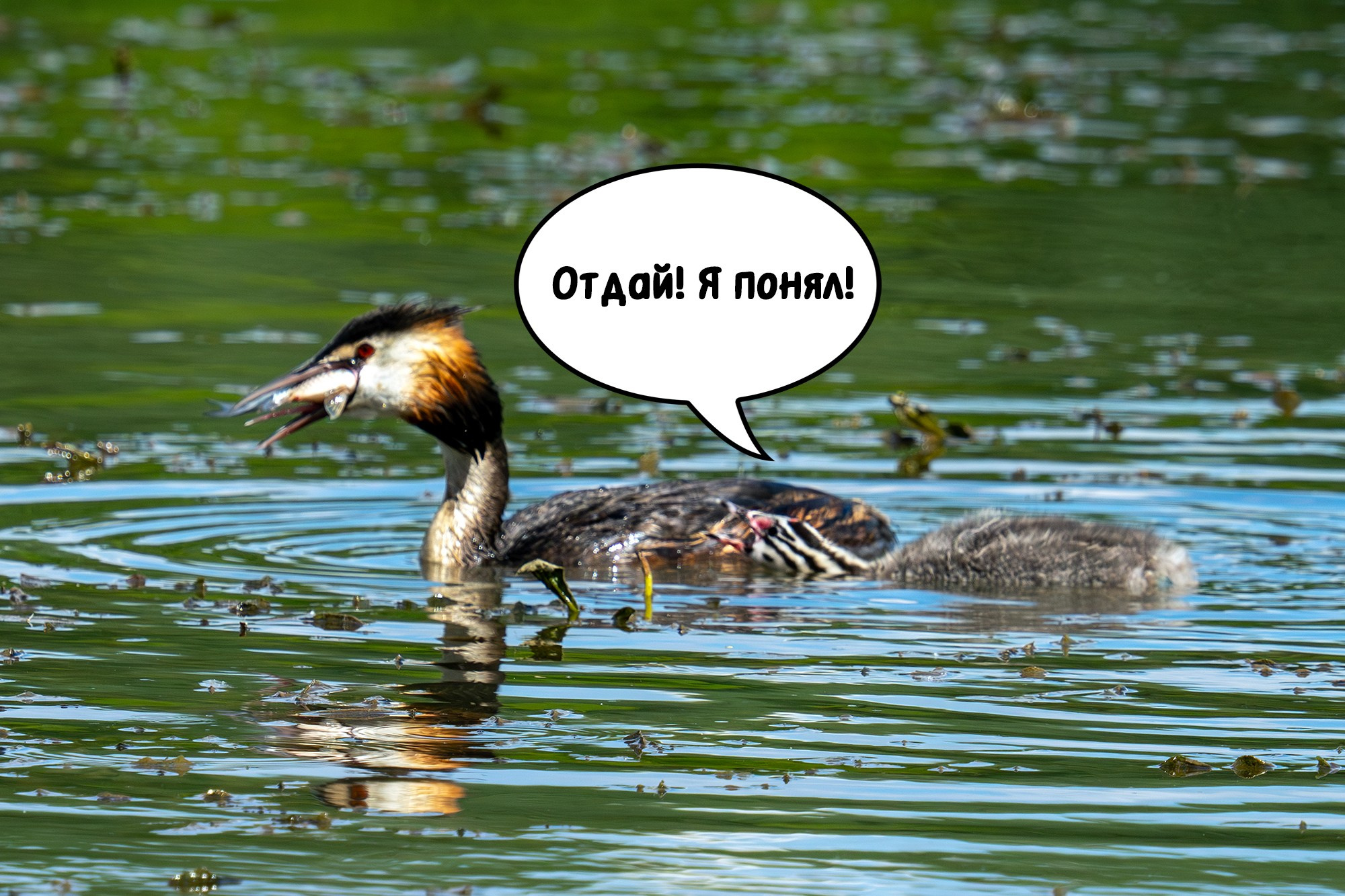 Удивительные мир птиц. Вокруг нас столько прекрасного — присмотритесь!. Ваш личный фотограф Марина Волкова