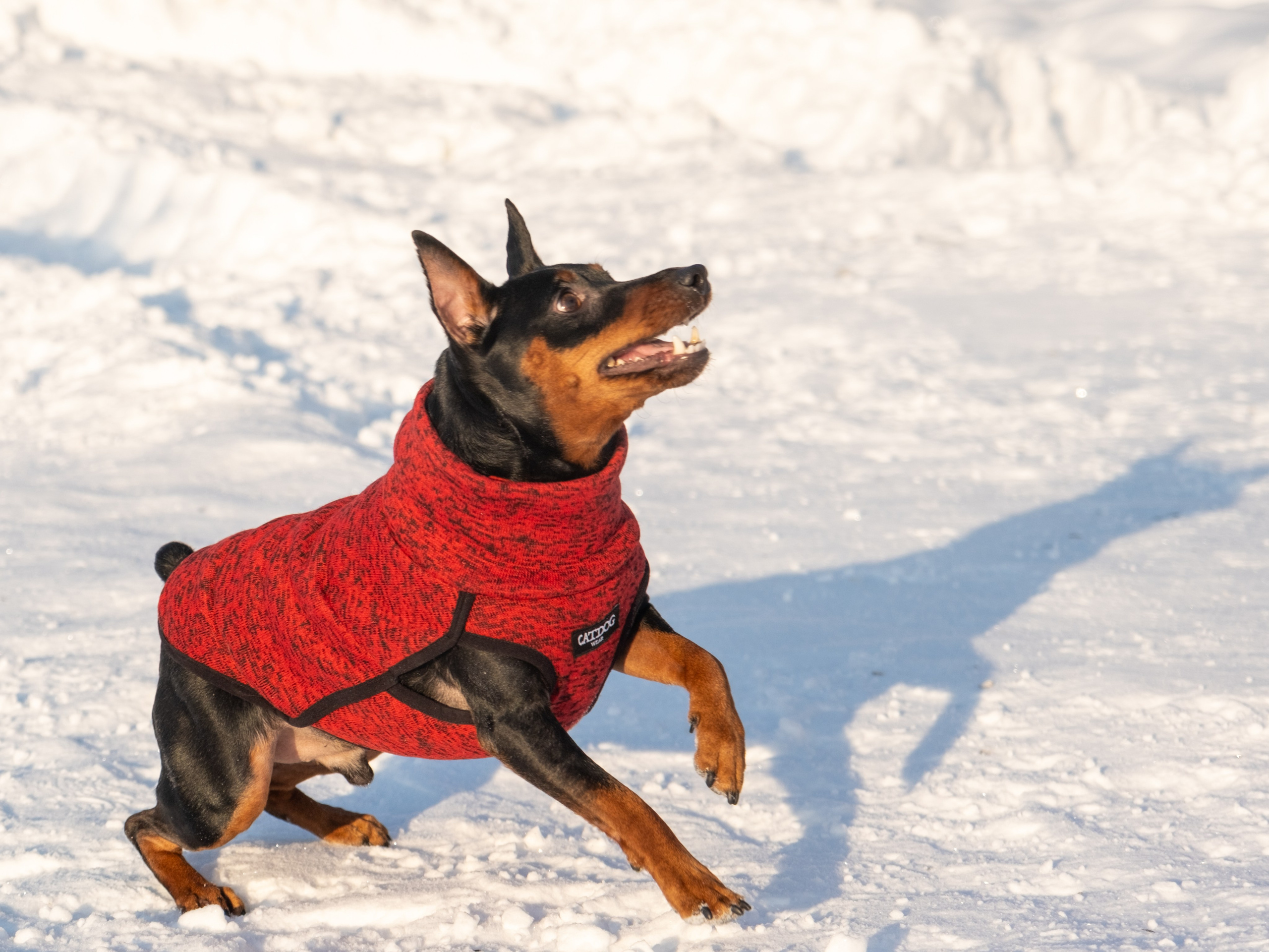 Одежда для собак. Заказчик — Екатерина!. Зоофотограф, фотограф животных в Москве и области Дина Дамоцева