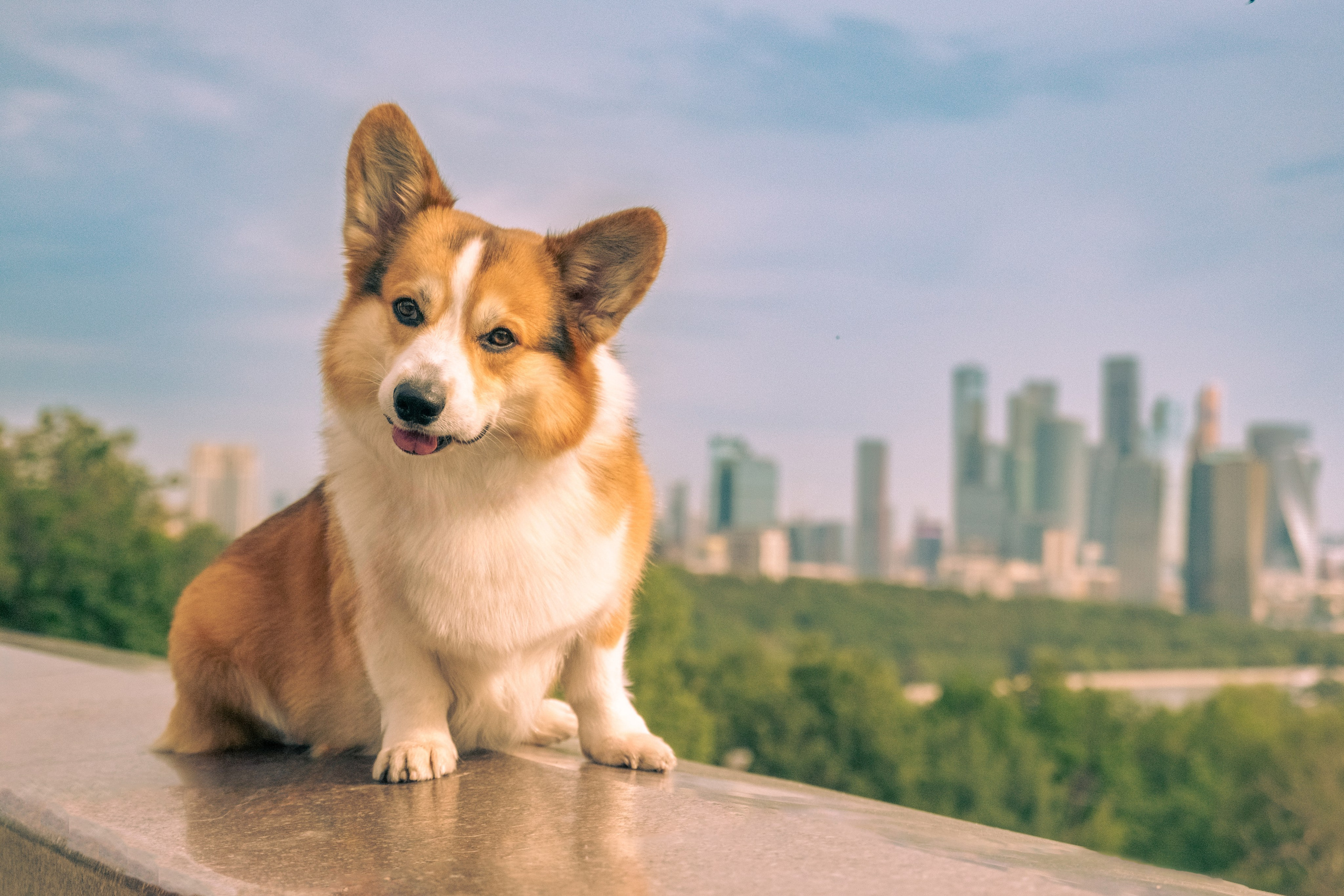 Фотопрогулка для Владислава. Зоофотограф, фотограф животных в Москве и области Дина Дамоцева