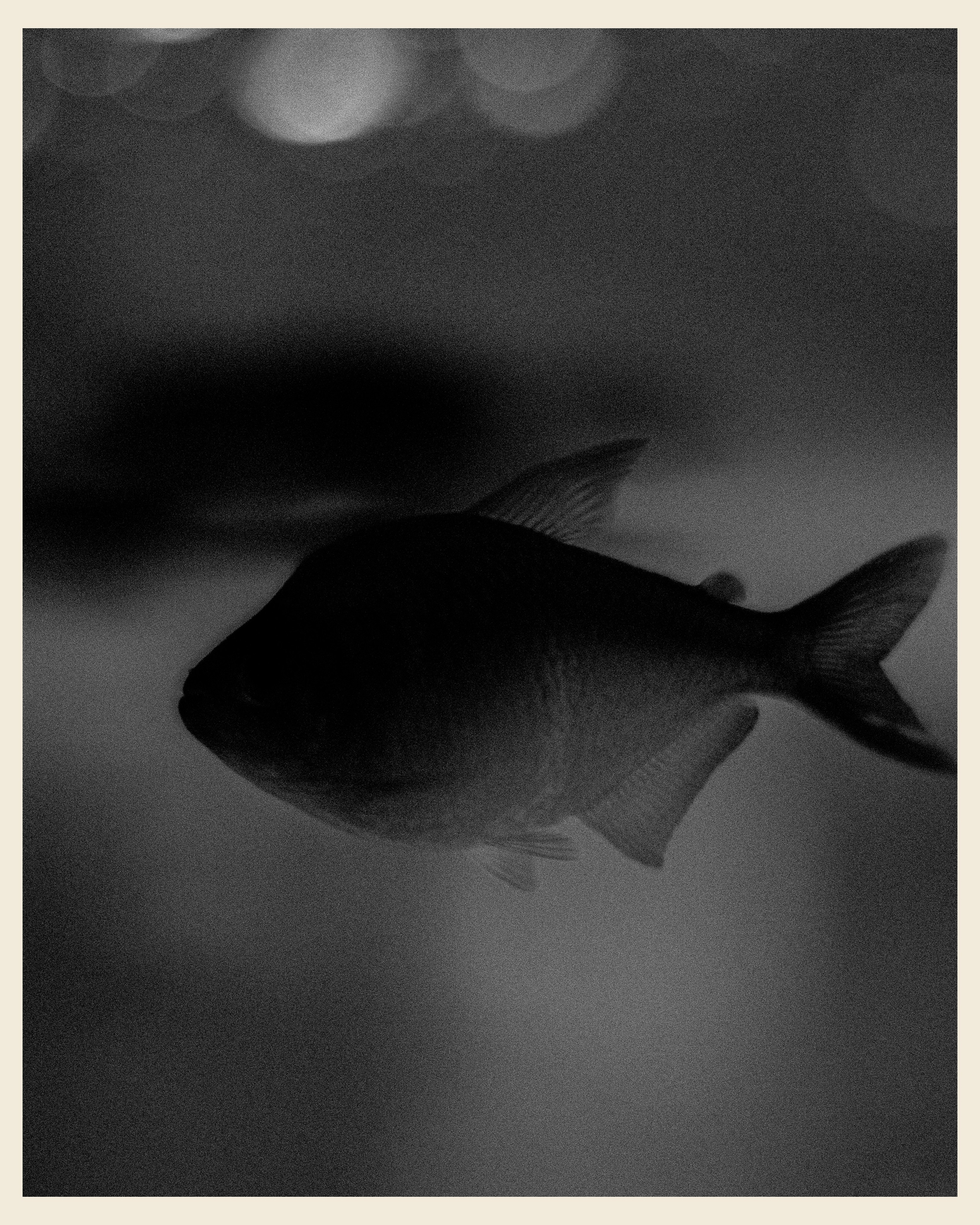 AILAND x VANO. Ivan Petrov photographer