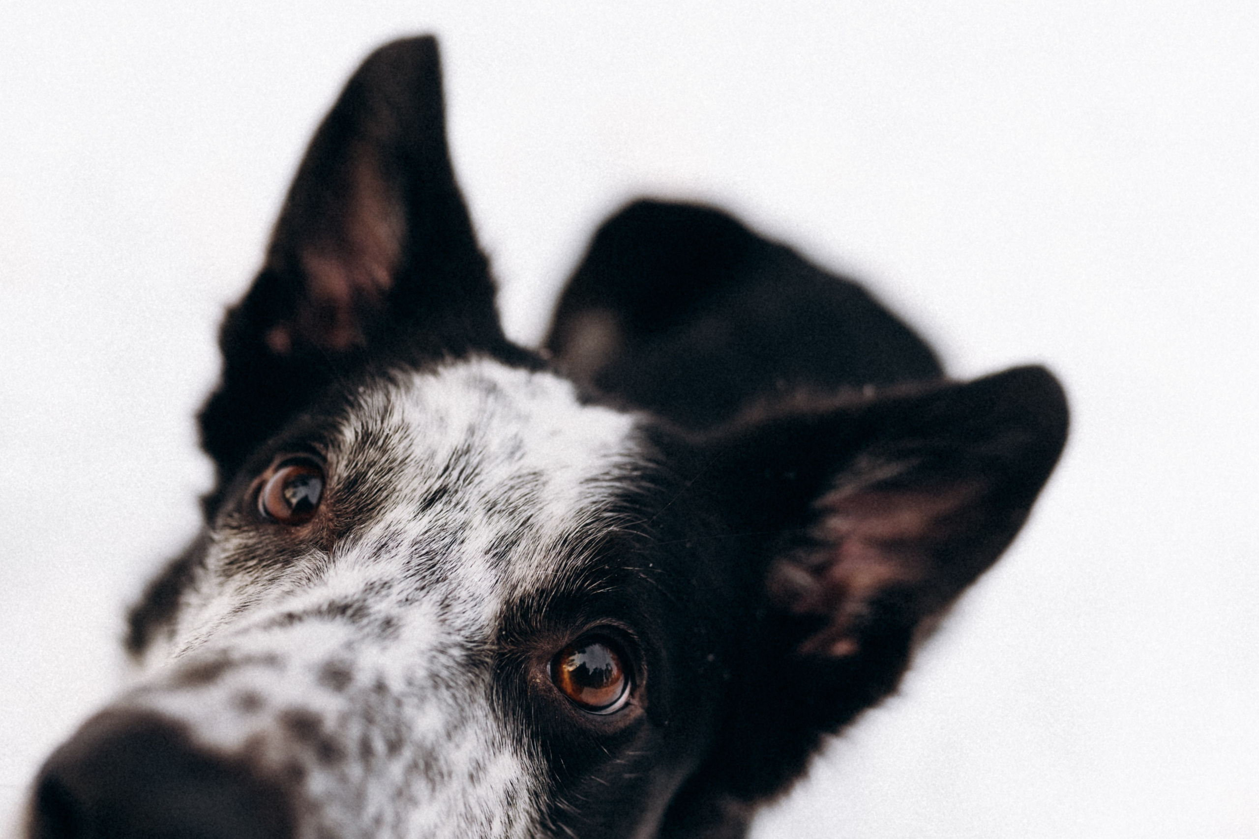 Аня и Милан. Фотограф анималист в Москве Ольга Агушева
