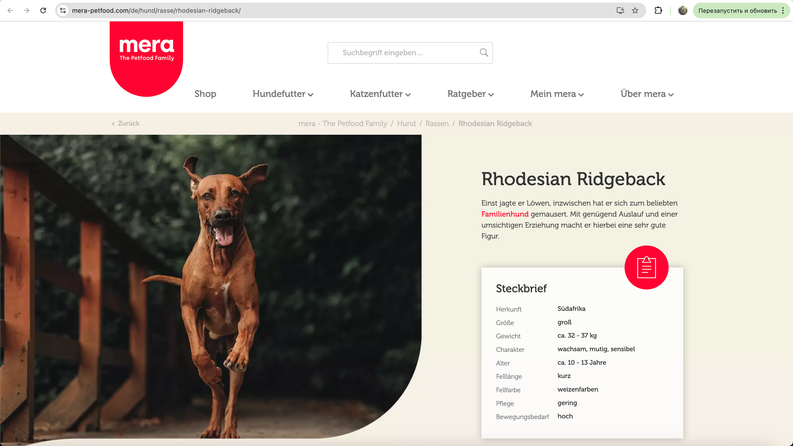 О фотографе TitAnya. Фотограф собак, фотограф-анималист Аня Титова (Titanya). Москва