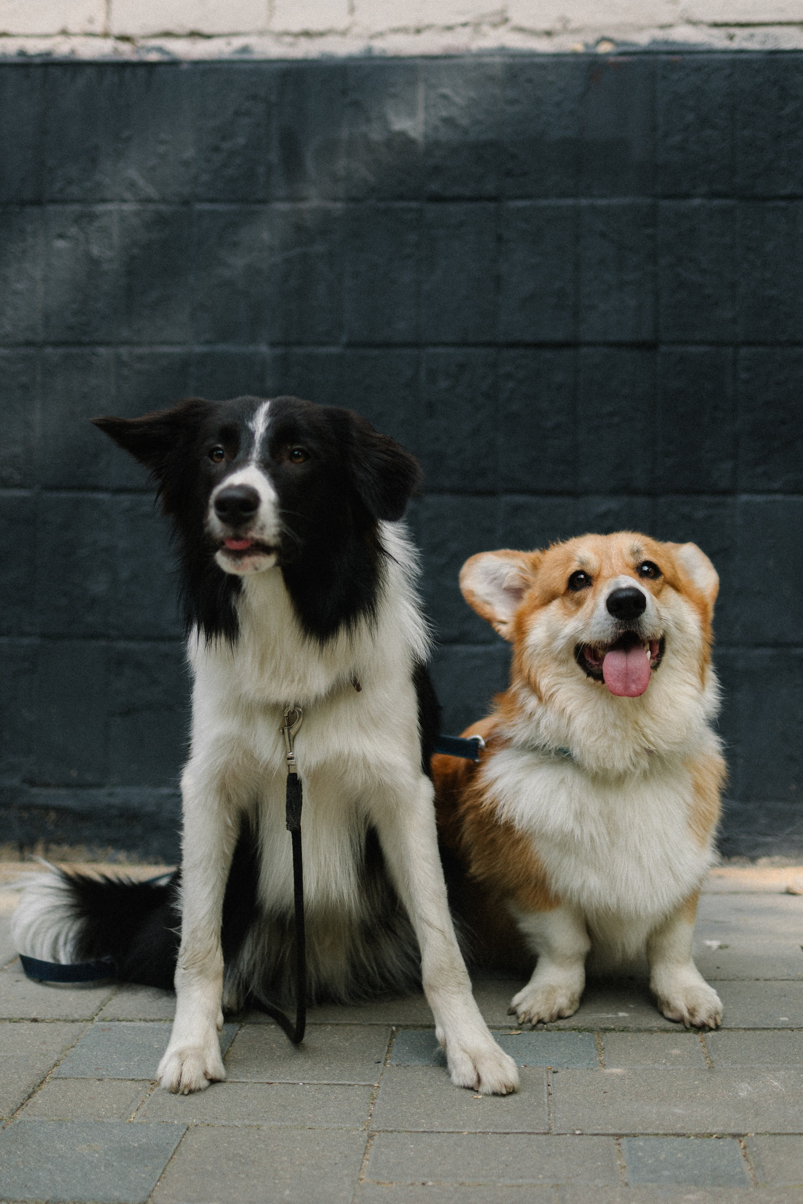 Брюс, Вейв и их ро. Фотораф — анималист Мария Шистка