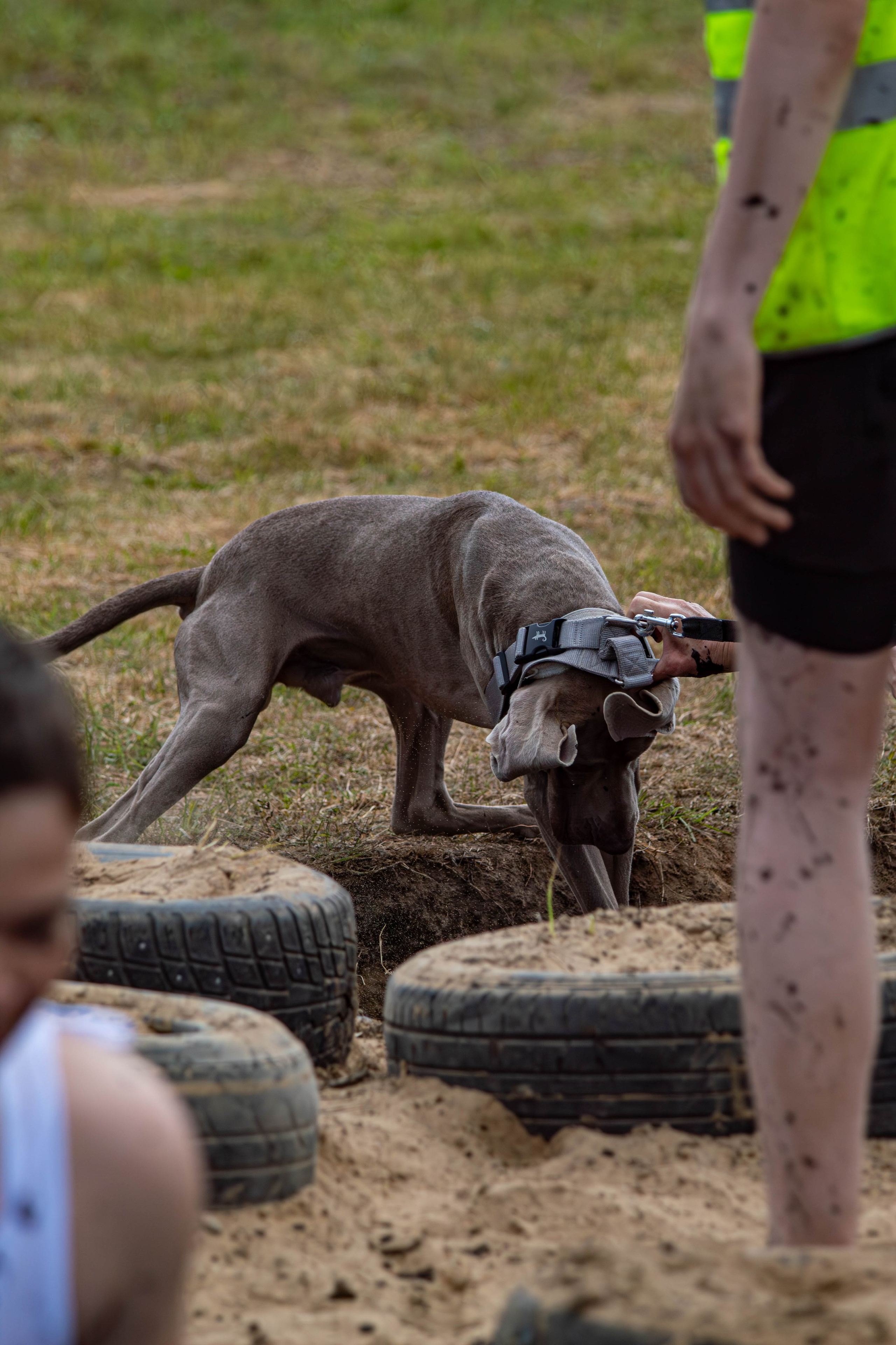 Хвостатый Драйв 2024. Фотограф анималист — Тула, Москва