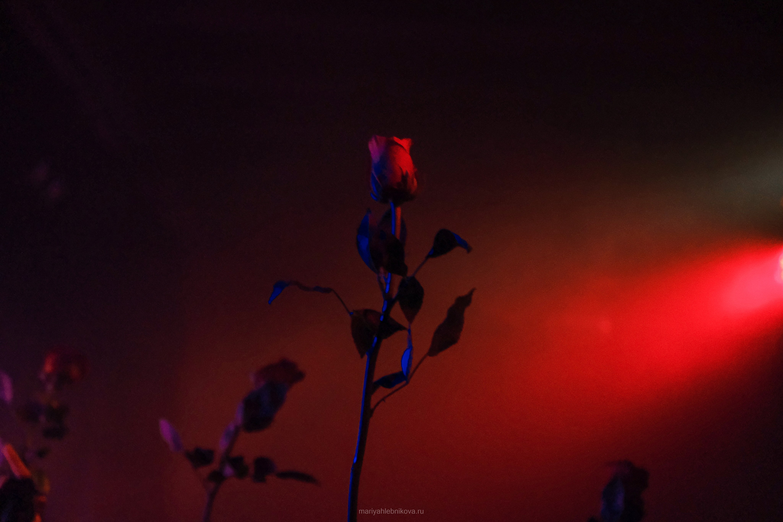 Otto Dix. Фотограф Мария Хлебникова Санкт-Петербург Москва