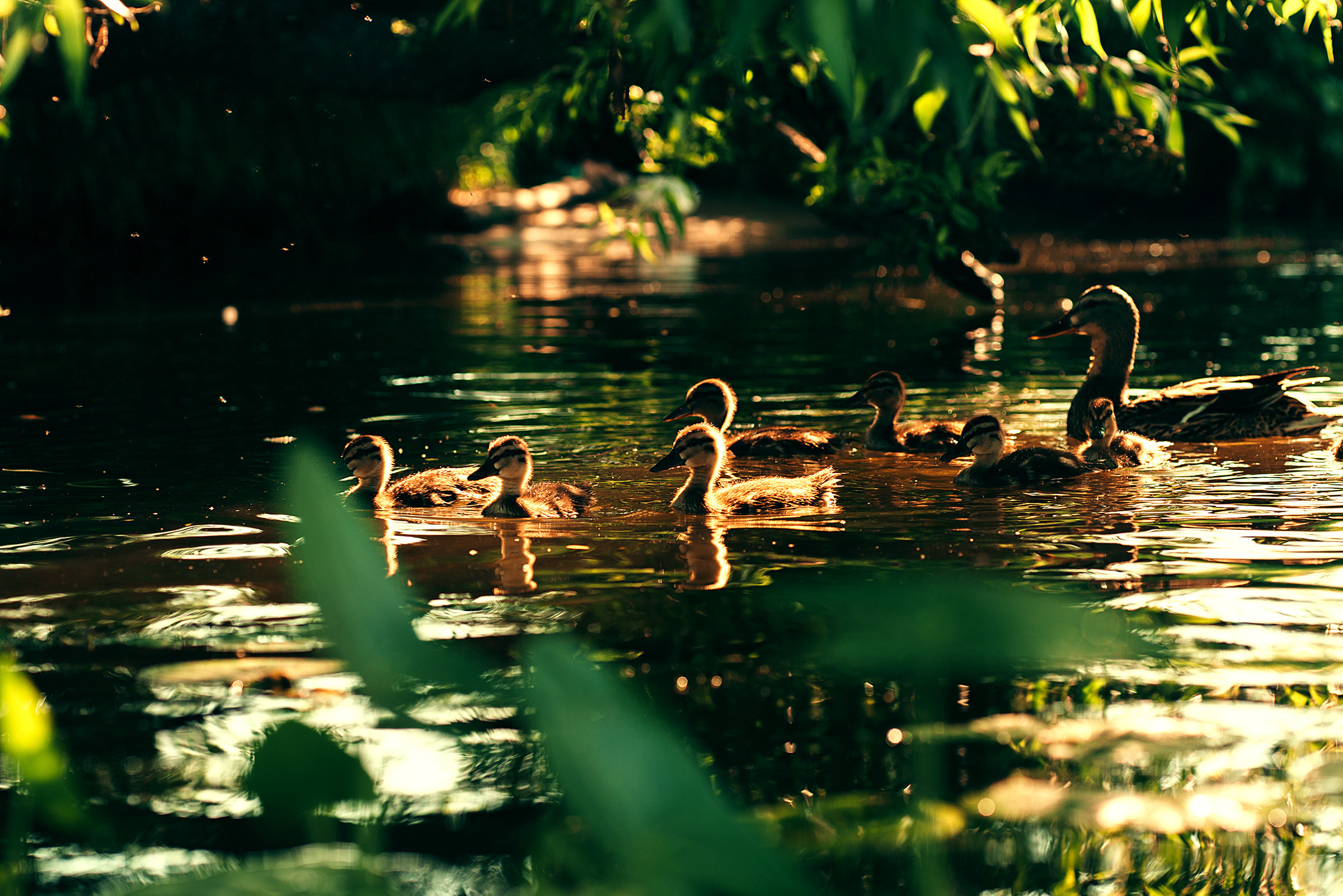 Катя и ее девочки. Фотограф Шудра Яна