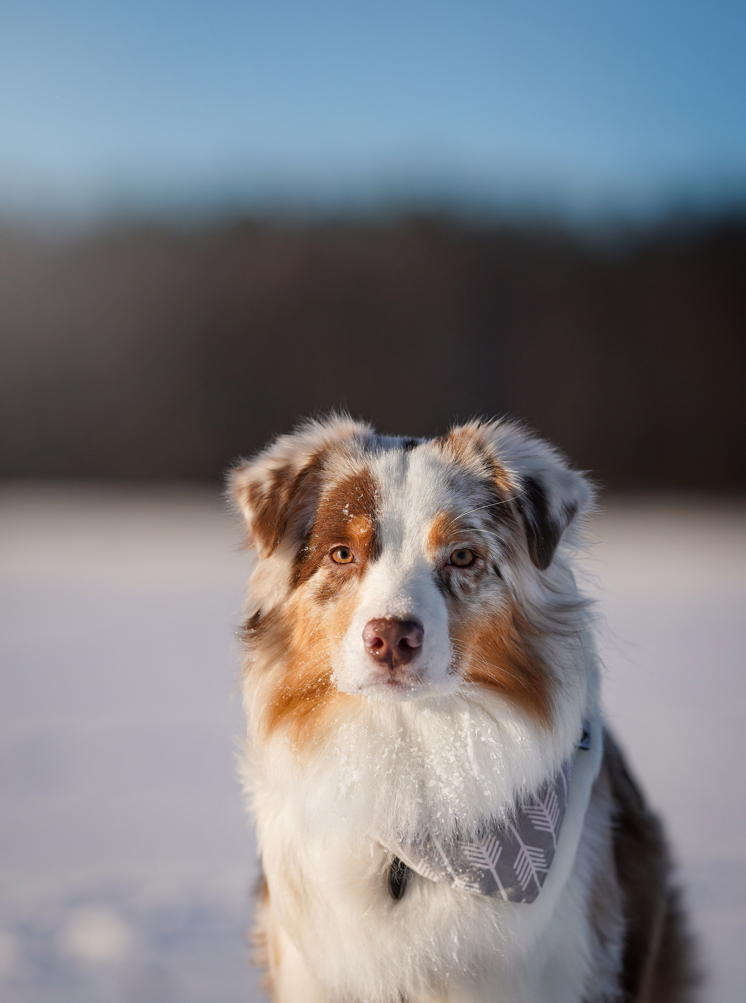 Панда март. Фотограф-анималист в Санкт-Петербурге Яна Мартынова