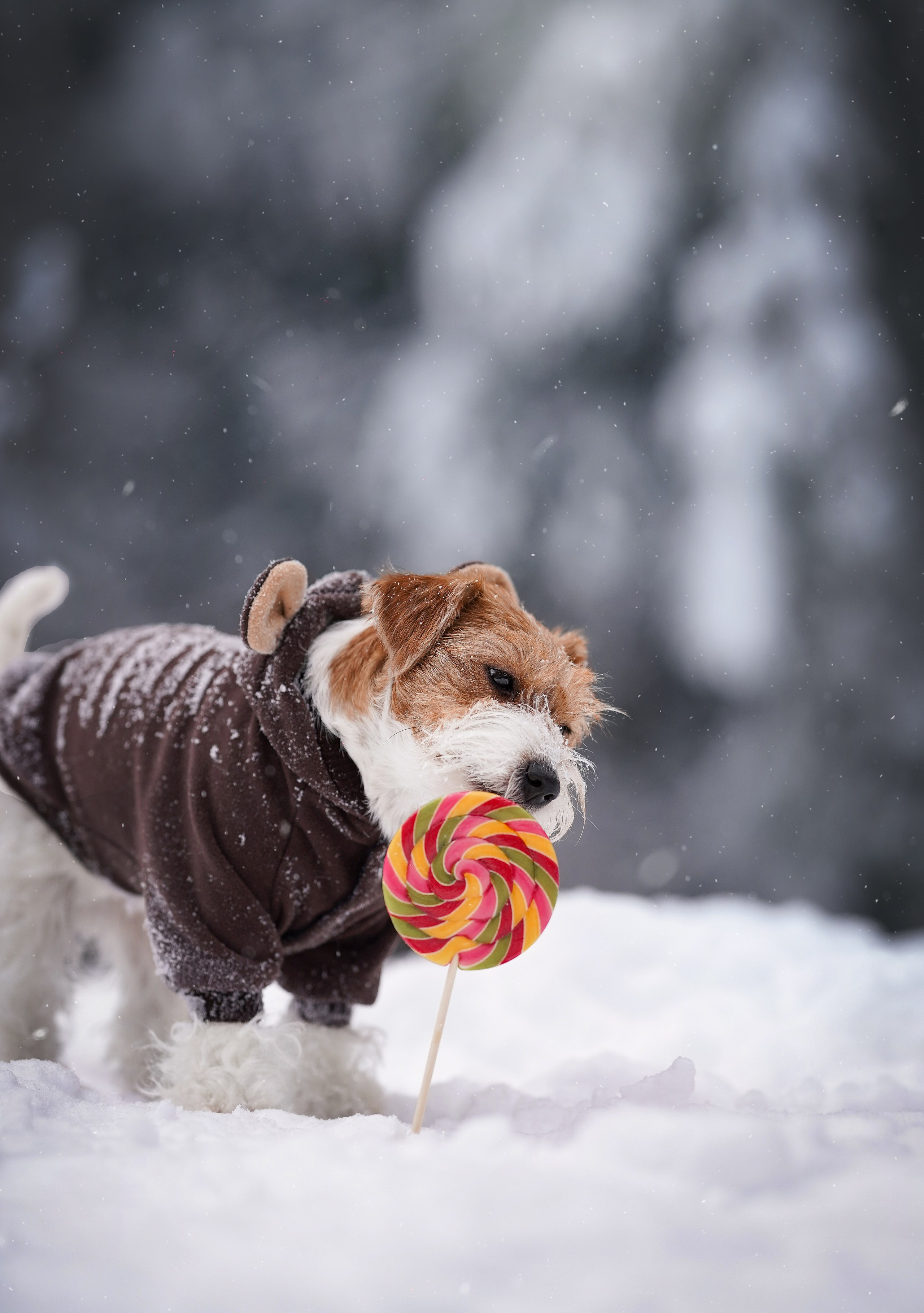Люба и Тося. Фотограф-анималист в Санкт-Петербурге Яна Мартынова