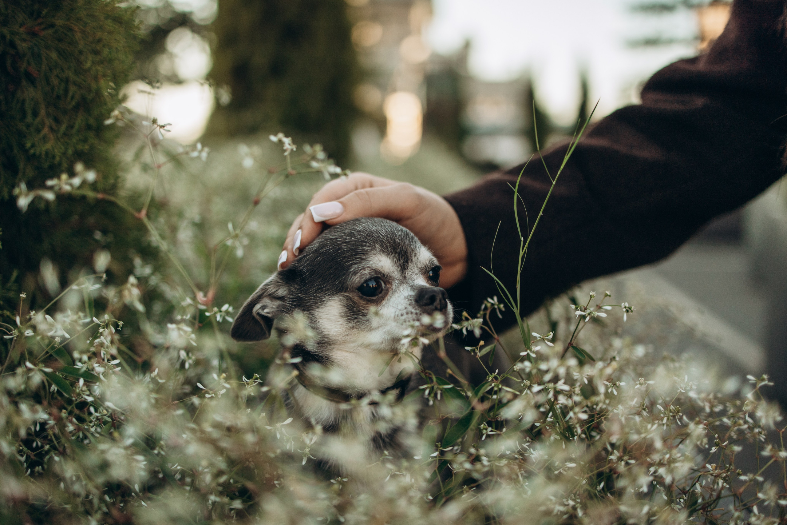 Даша и ее мальчики. Фотограф — Анималист | Санкт-Петербург