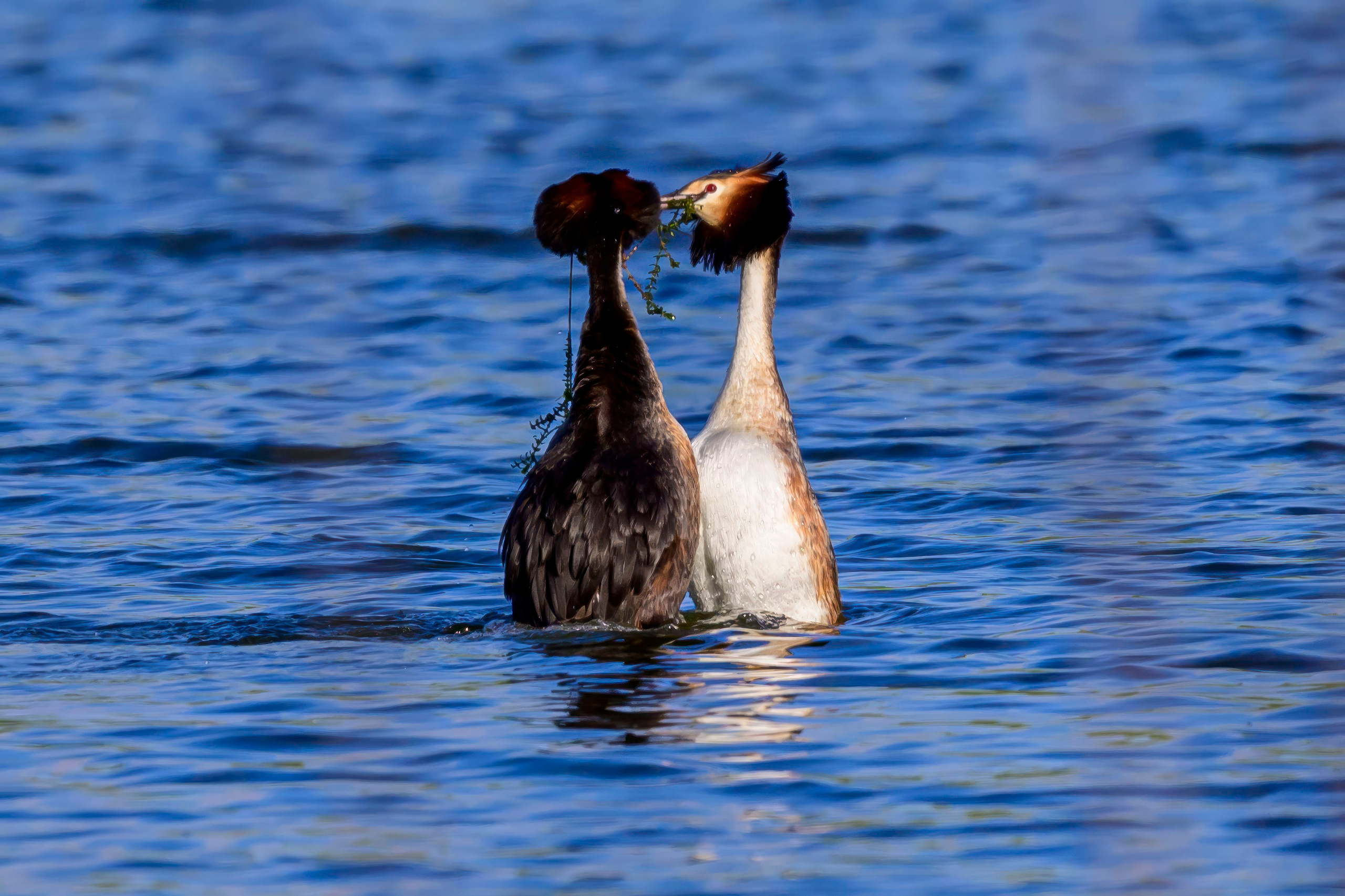 На прудах. Wildlife photography by Sergey Puponin