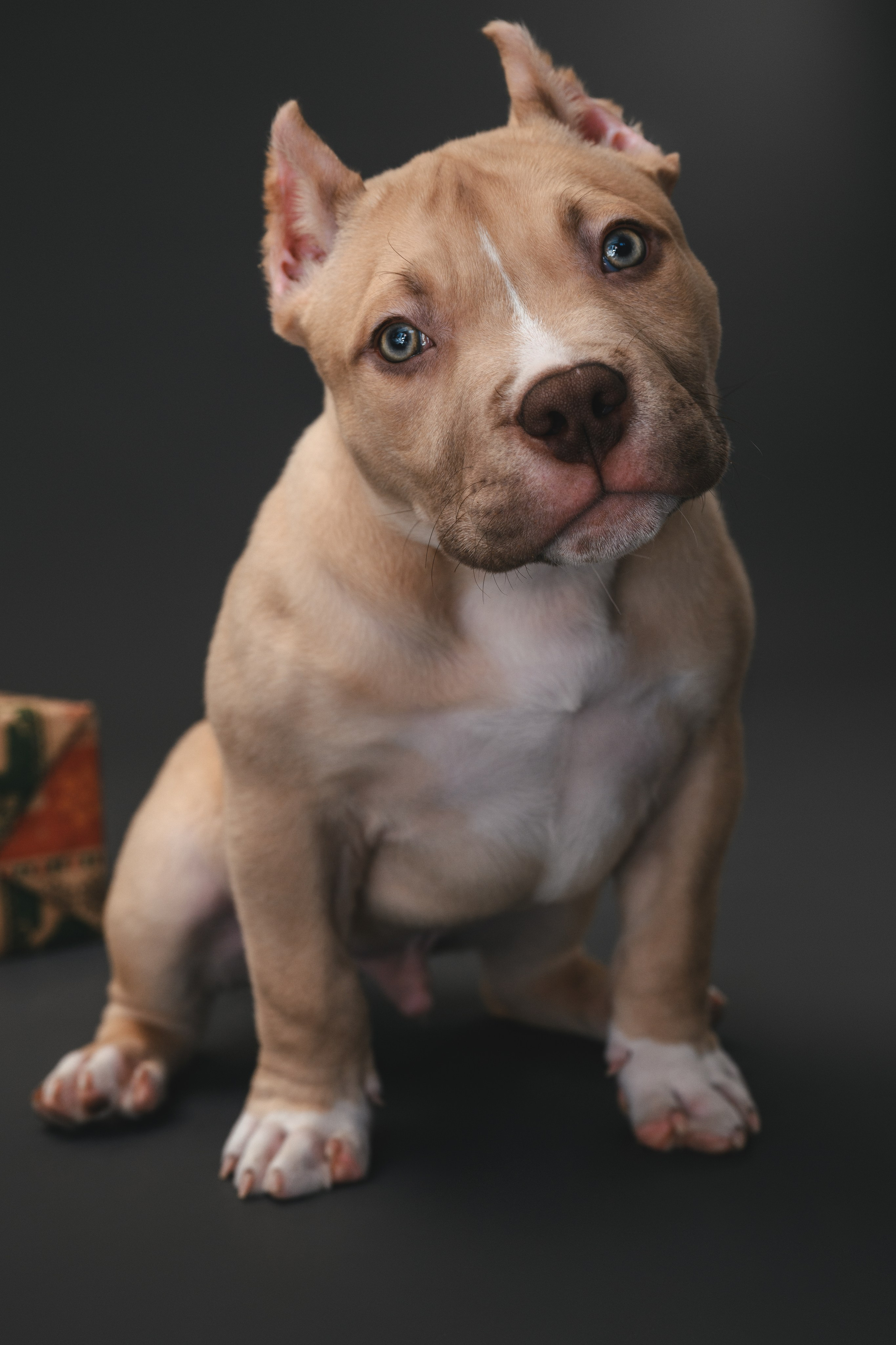 Булли. Фотограф Анималист в Москве Анастасия Жучкова