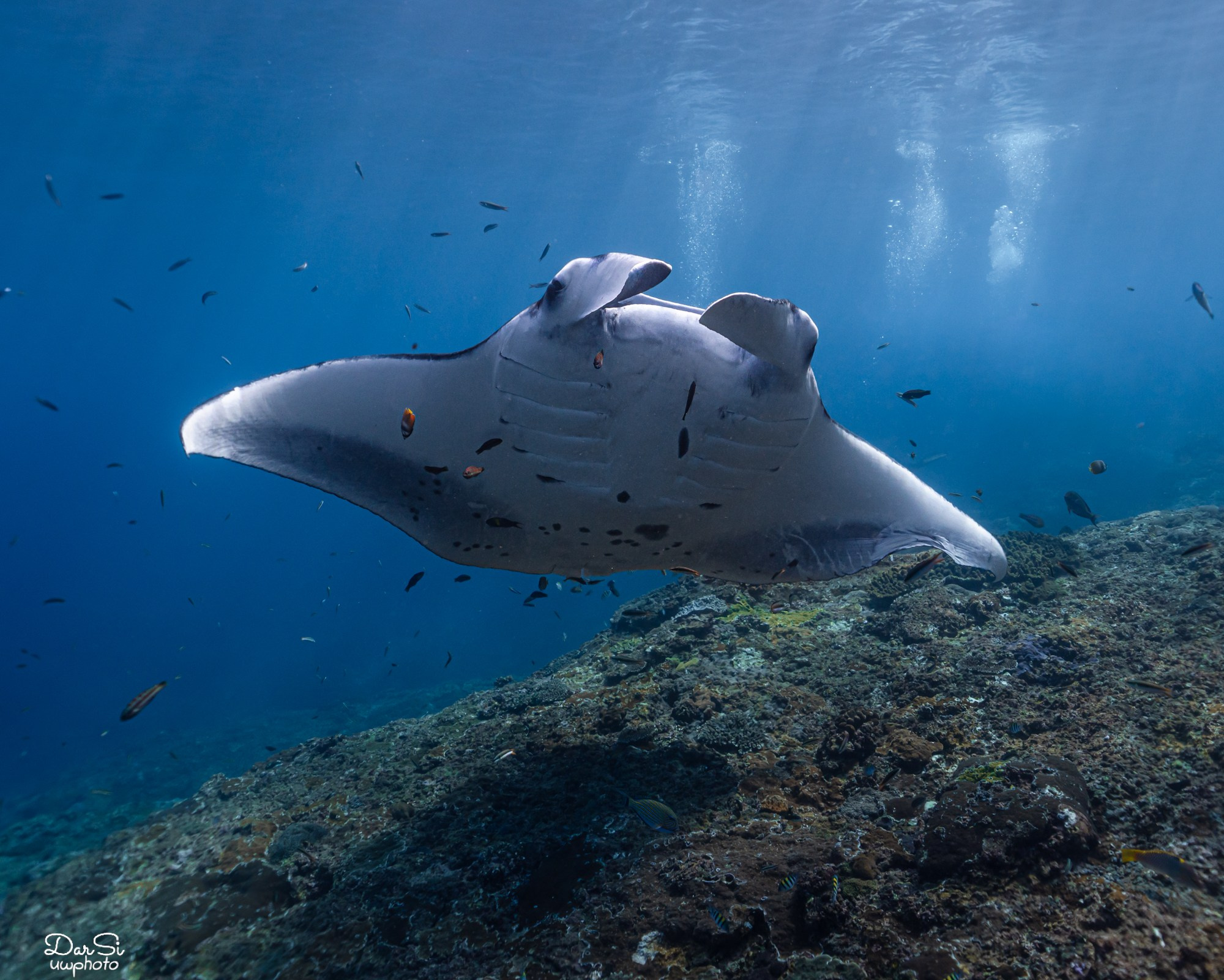 Манты. Подводный фотограф на Филиппинах Синицина Дарья