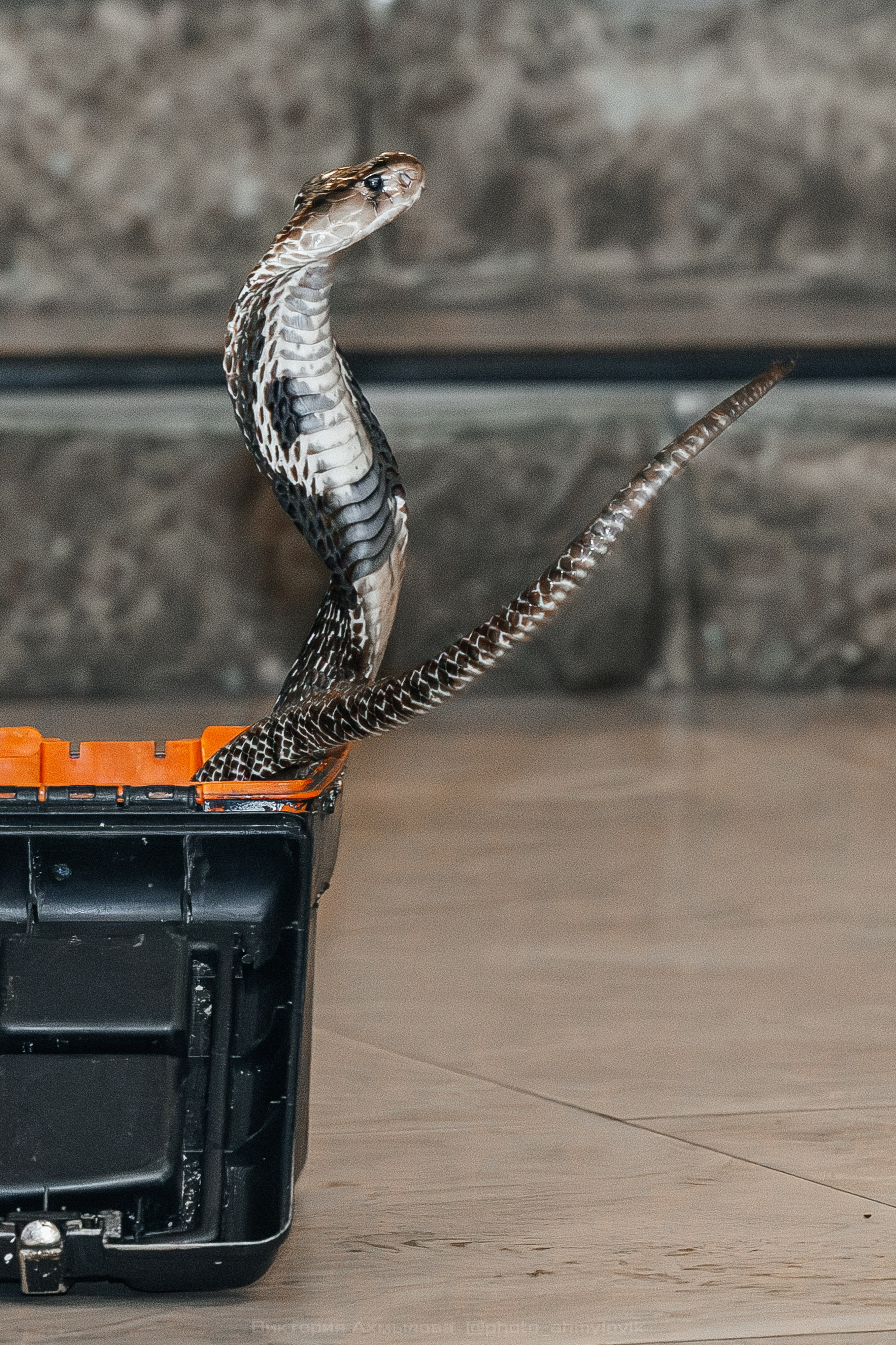 04.10.2025 День рождения FMC Wings 26 лет. Виктория Ахмылова. Фотограф в Москве