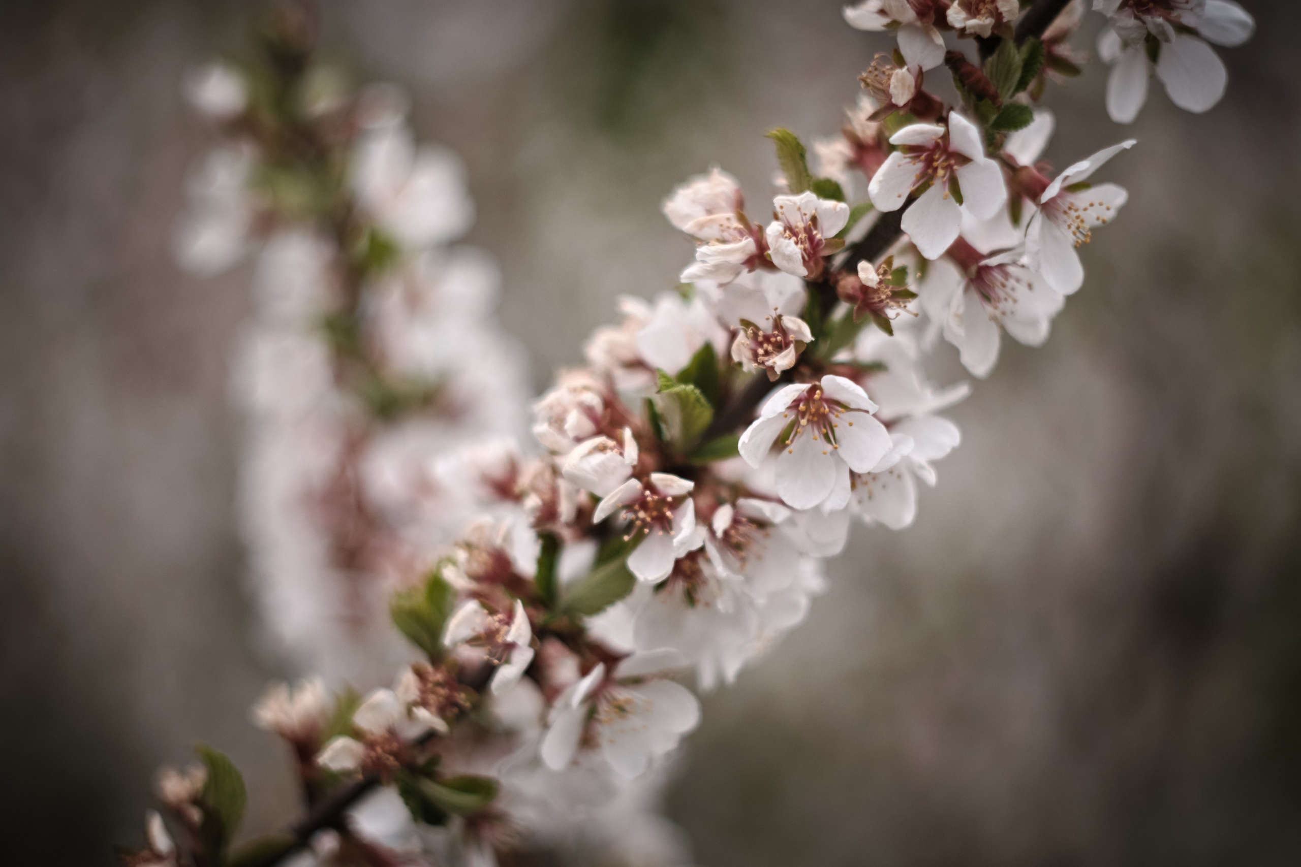 Цветочно-бокешные. Фотограф портретный архитектурный лавстори будуар Санкт-Петербург Виктор Иванов